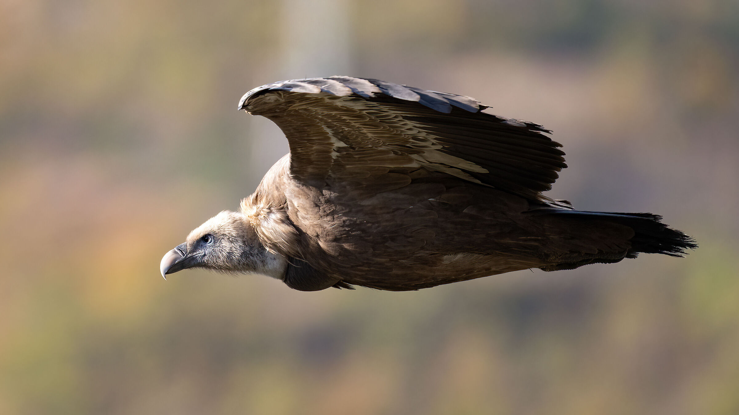 Griffin - Barronies Provencal