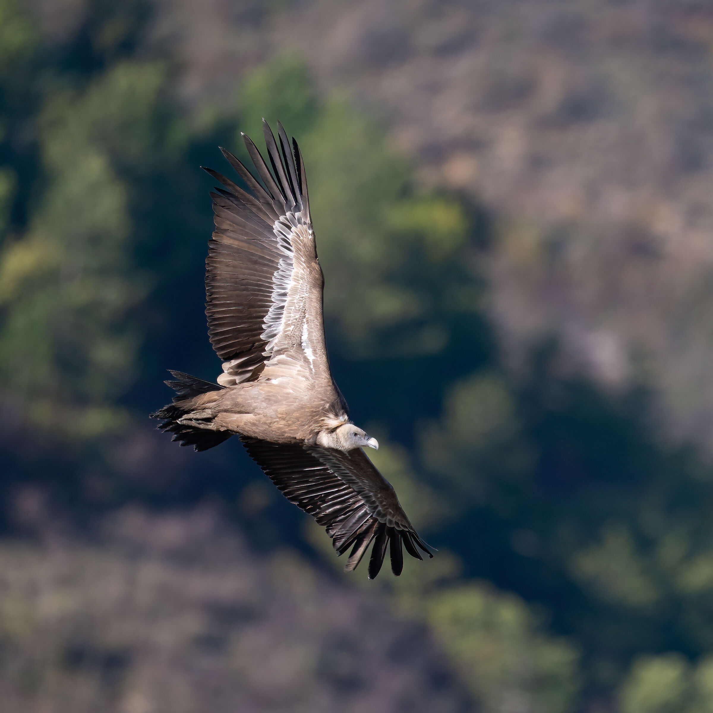 Griffin - Barronies Provencal