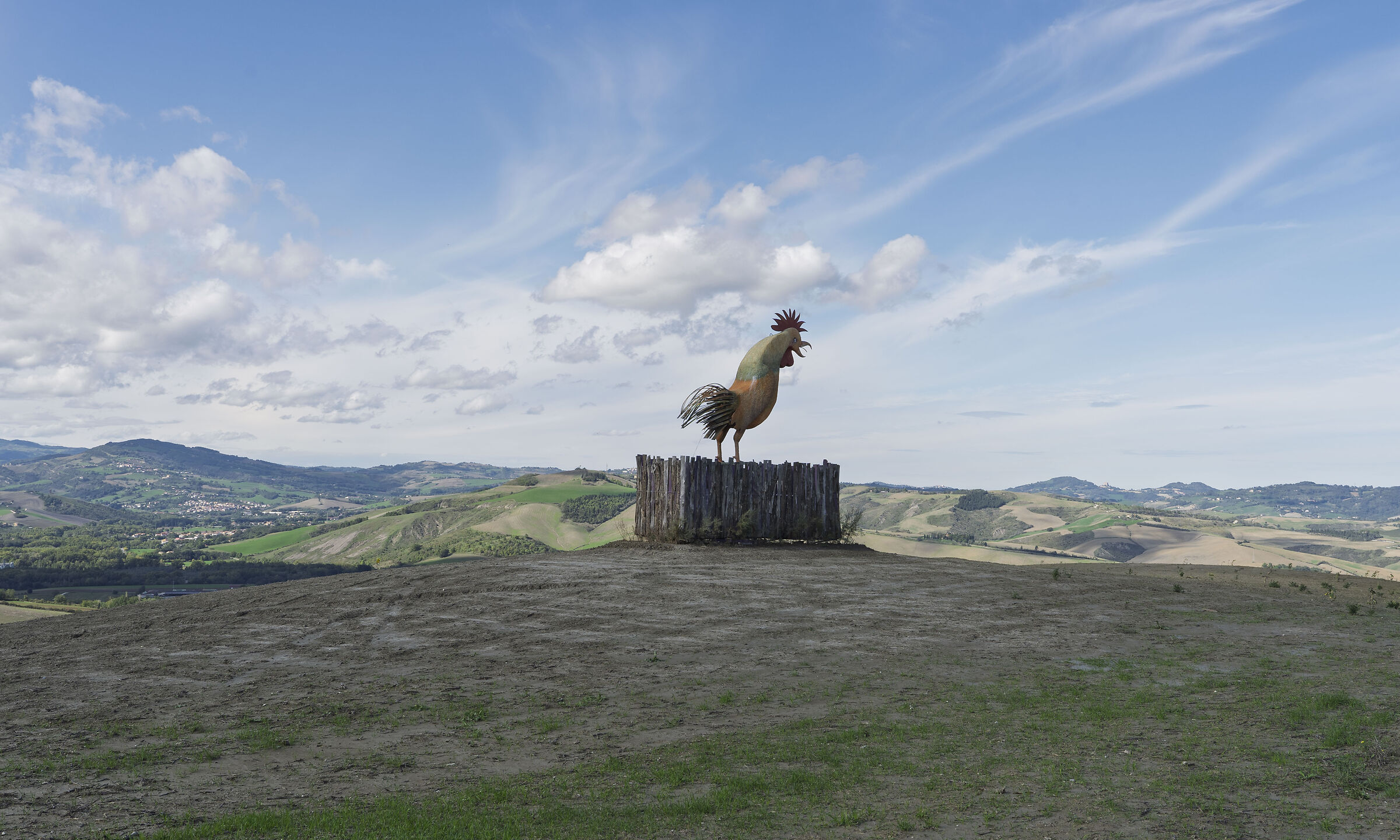 The rooster