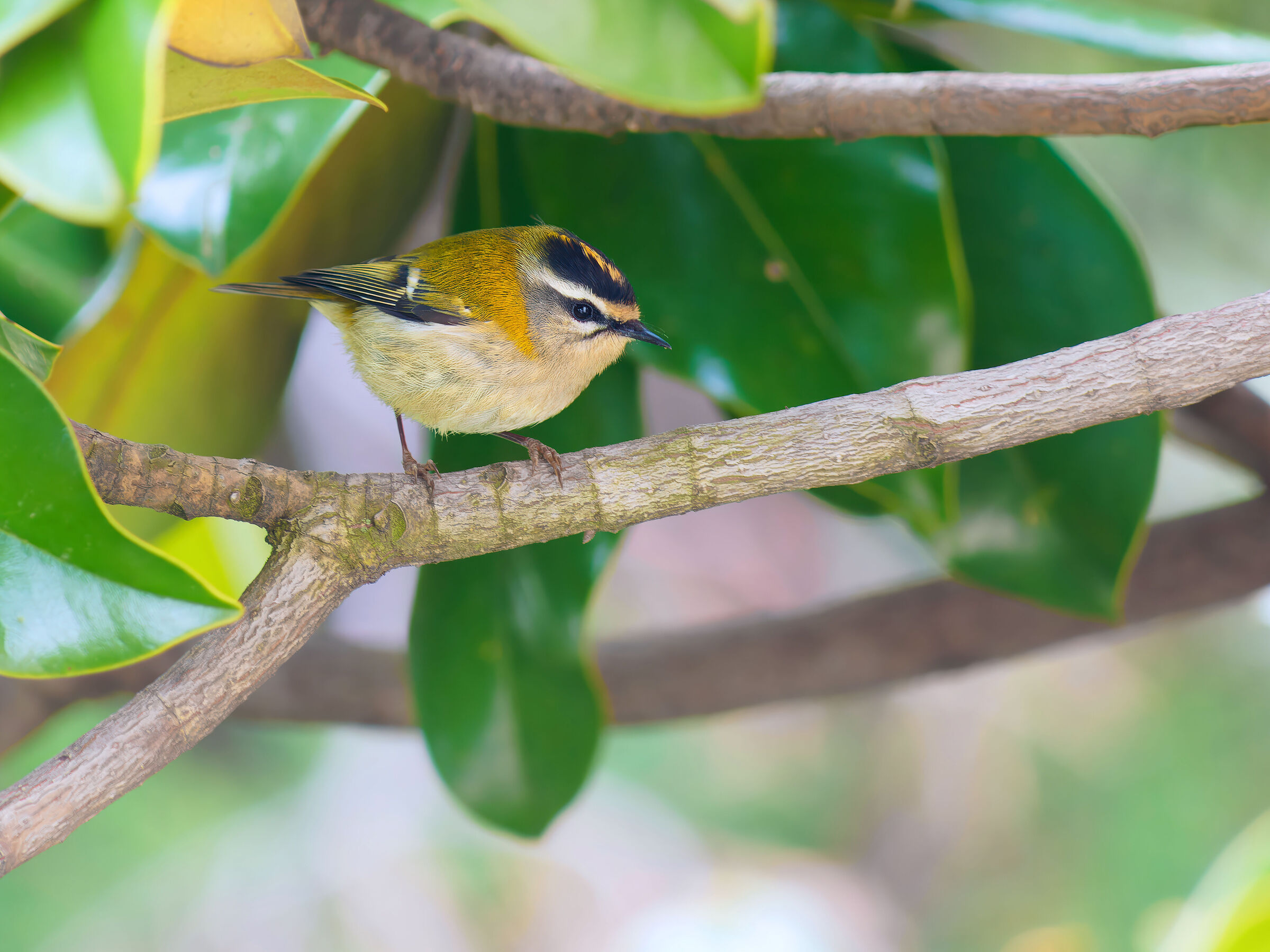 Regulus or Fiorrancino?