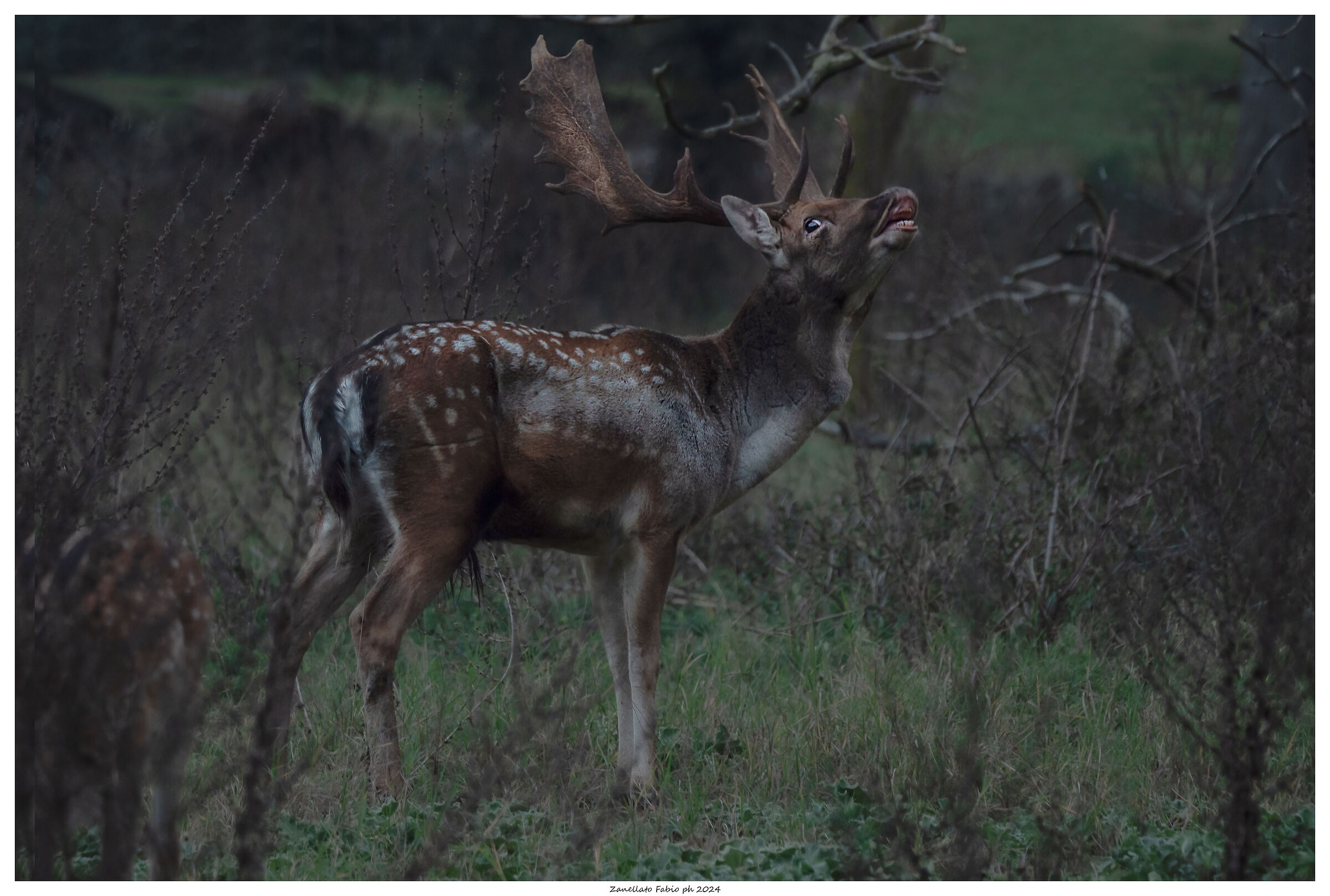 the roar of the fallow deer - Lido di Volano