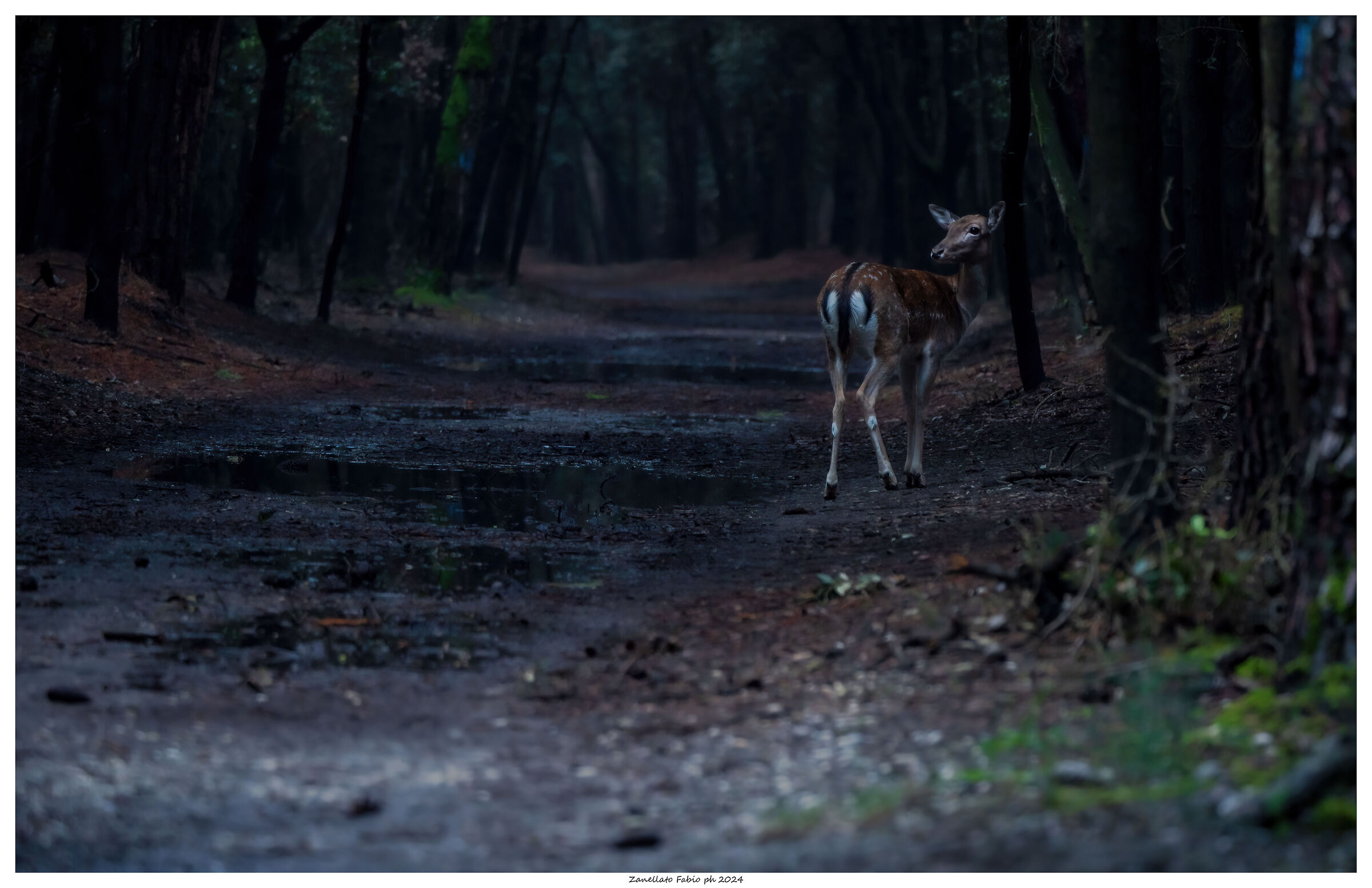 Fallow deer f. in the pine forest