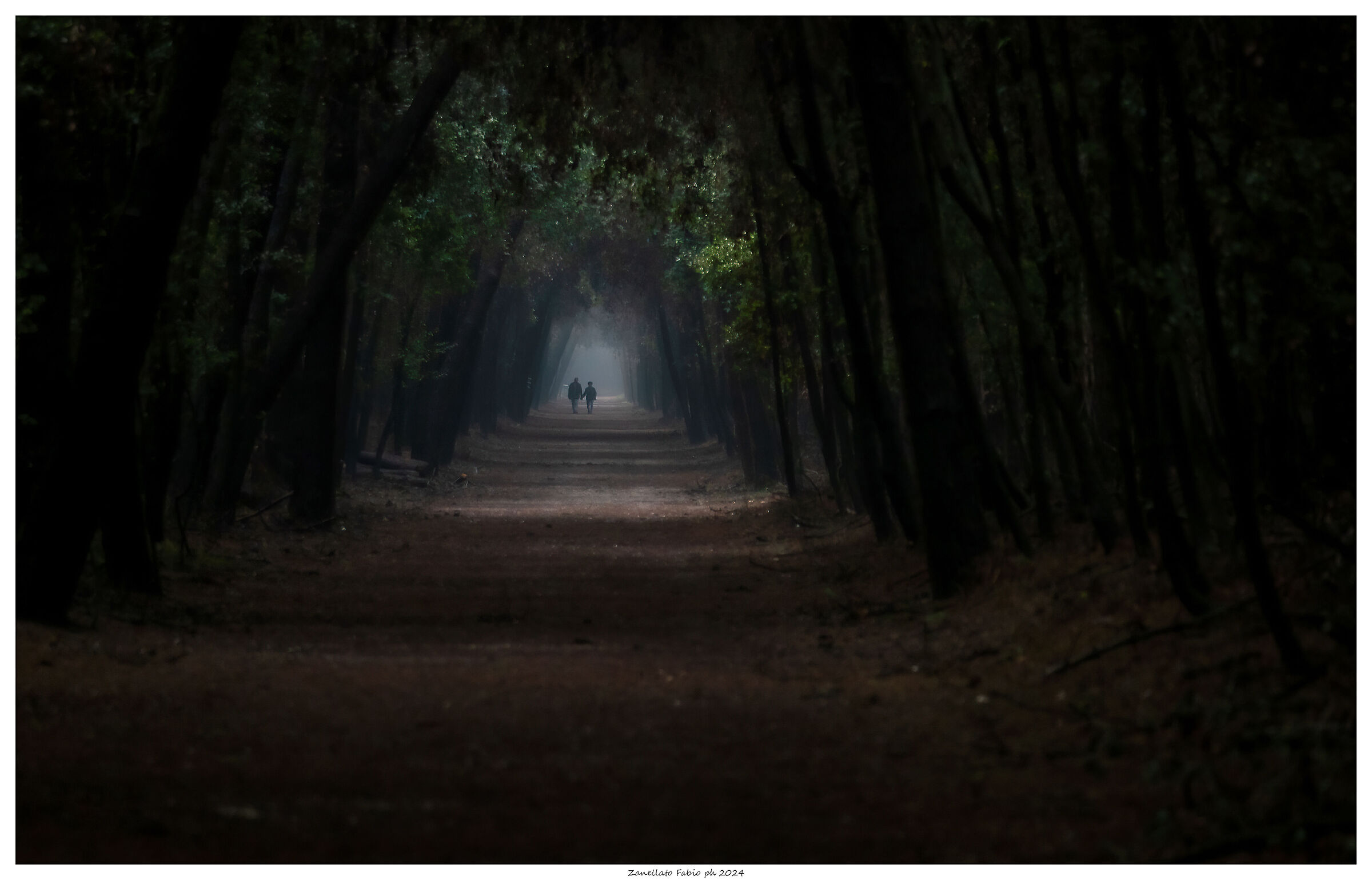 La magia della Pineta di Volano