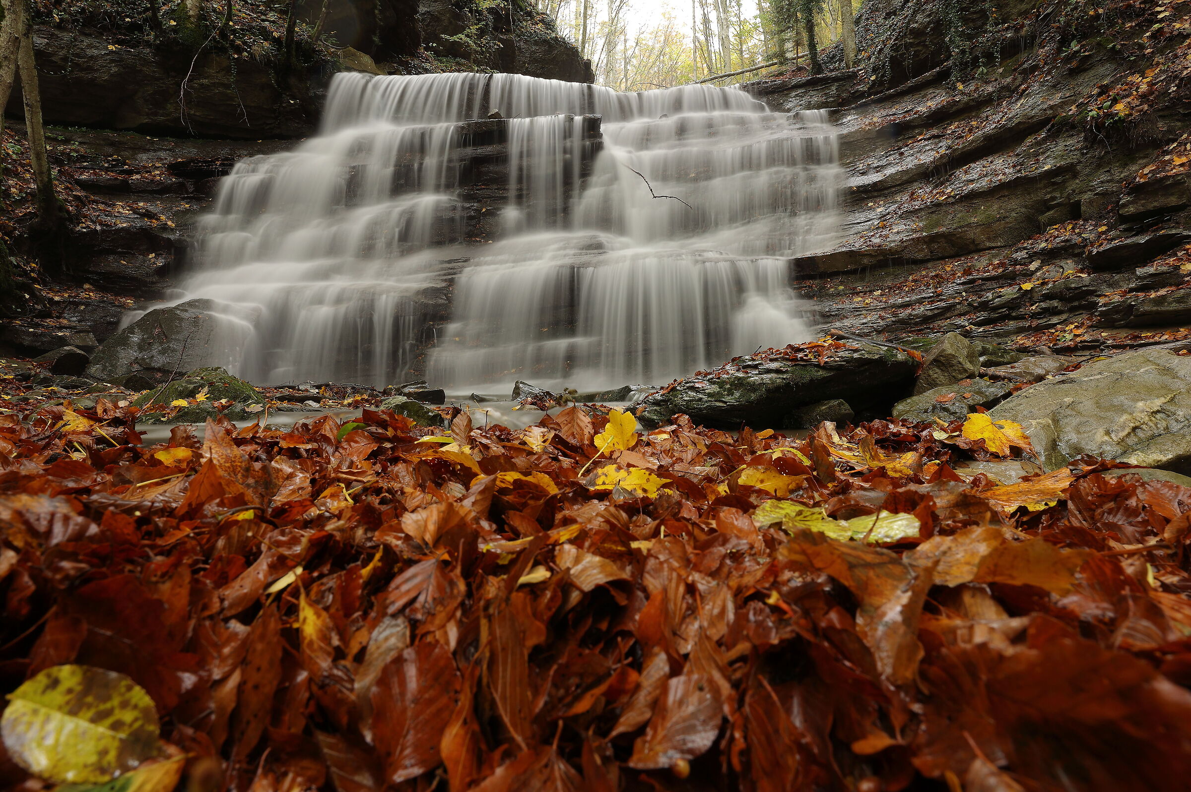 Dentro il tappeto autunnale