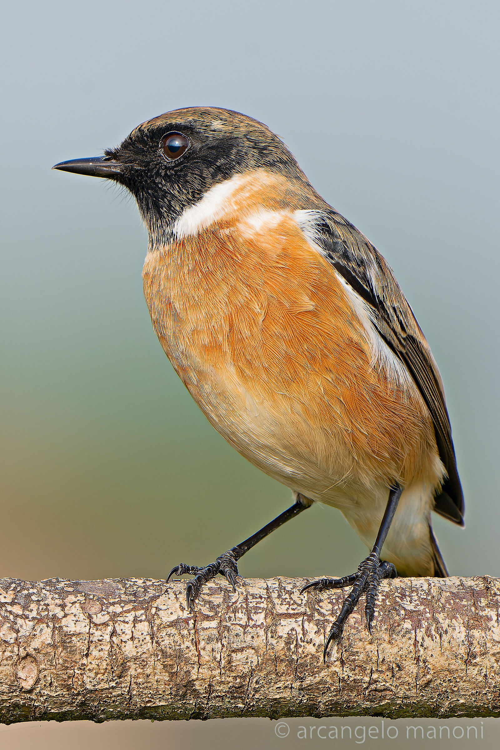 The profile of the stonechatter