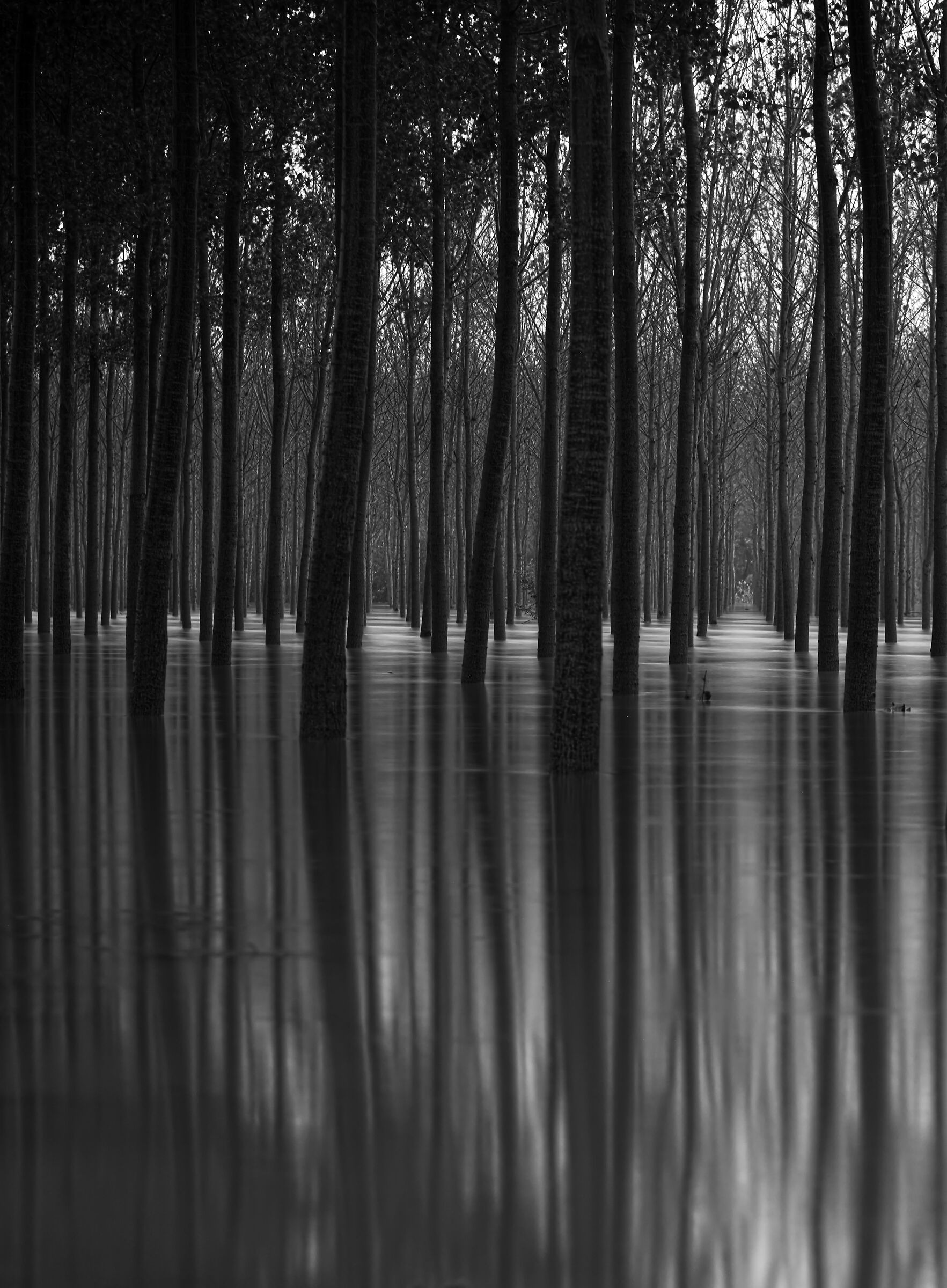 When the water of the Po enters the floodplains