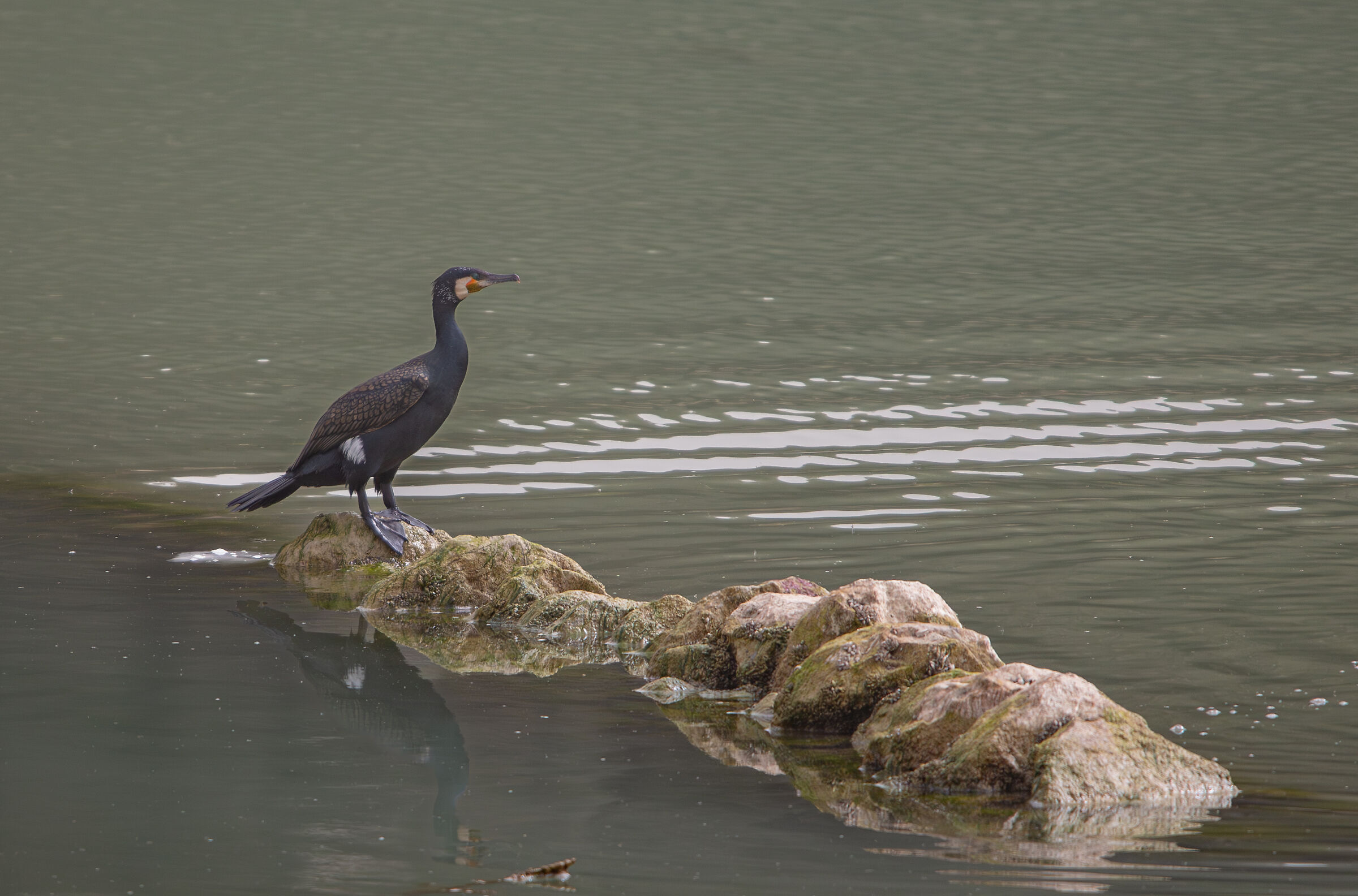 Cormorant