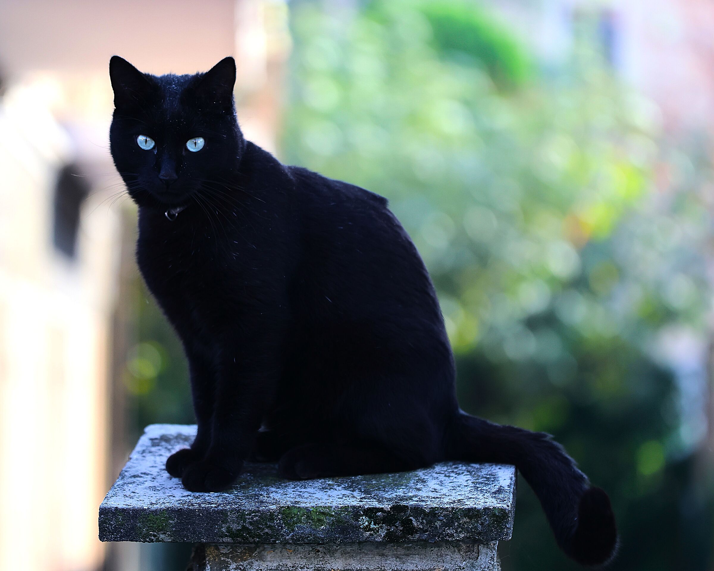 Black cat... the most beautiful!