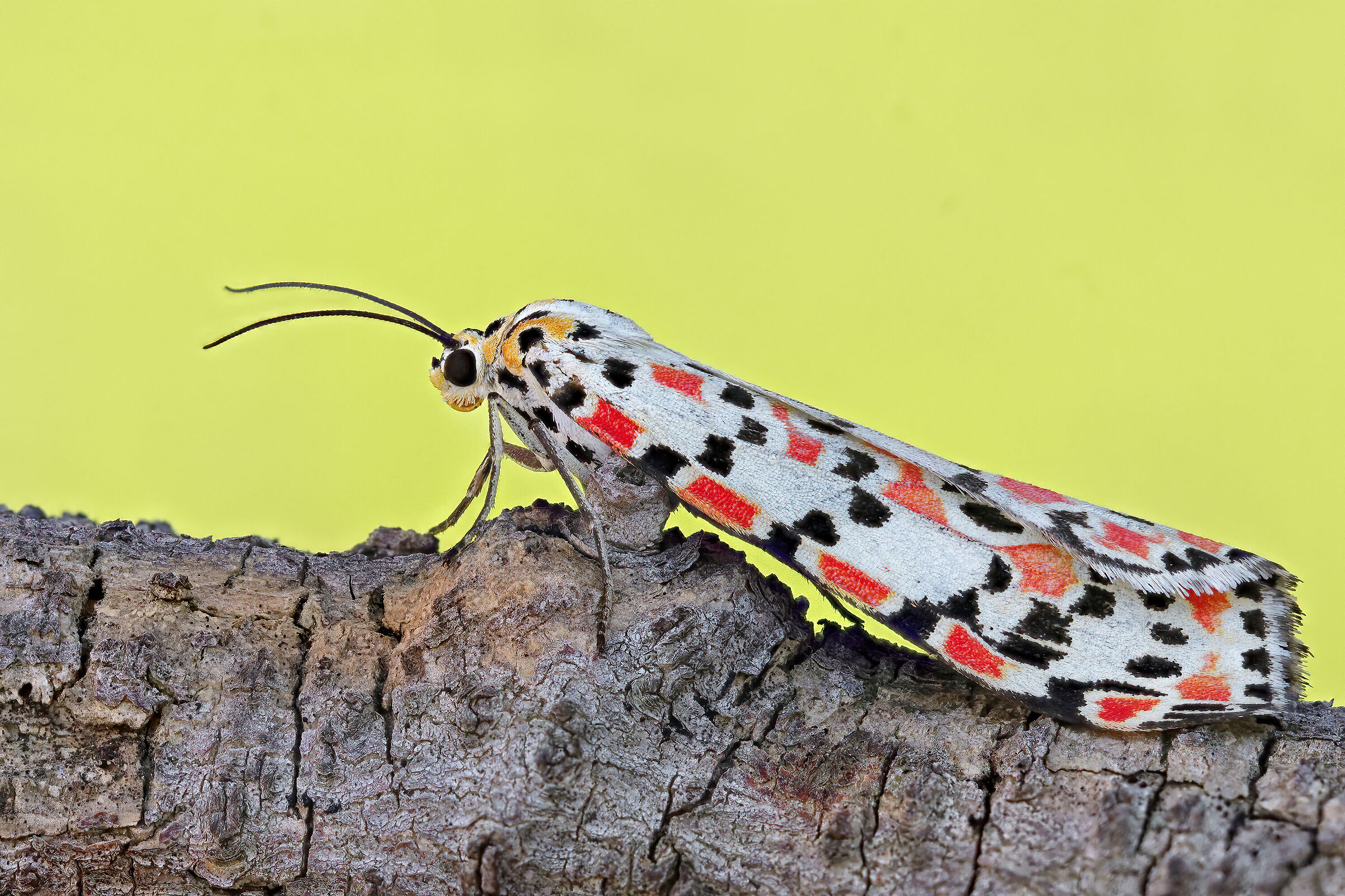 Utetheisa pulchella