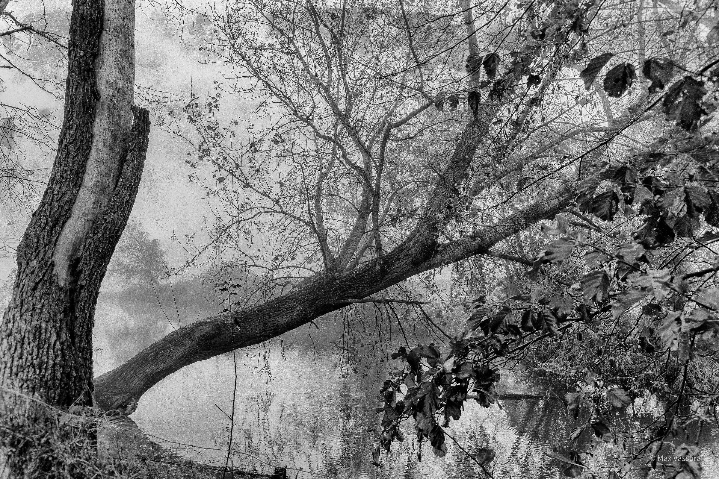 Risorgive della Muzza....