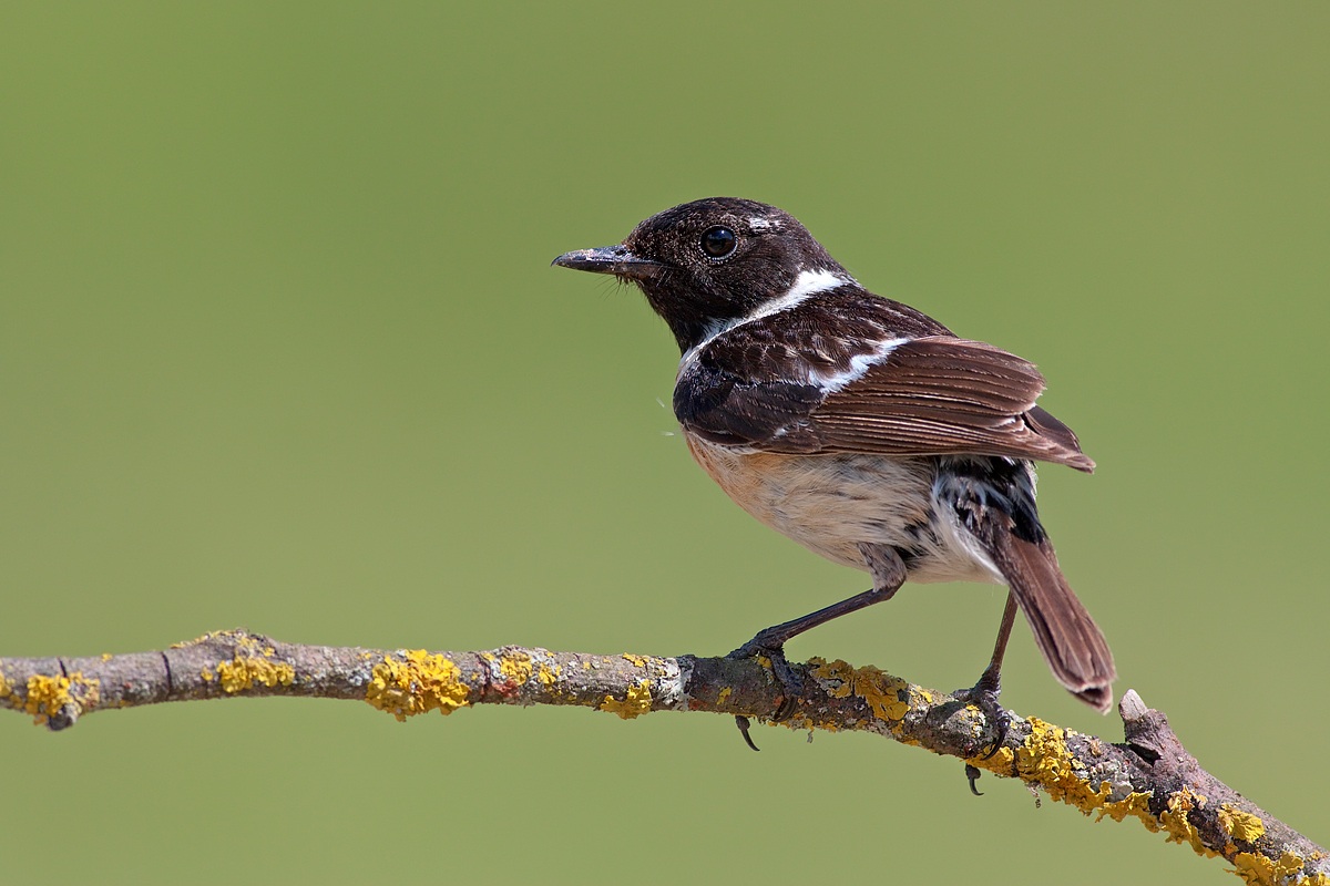 Stonechat