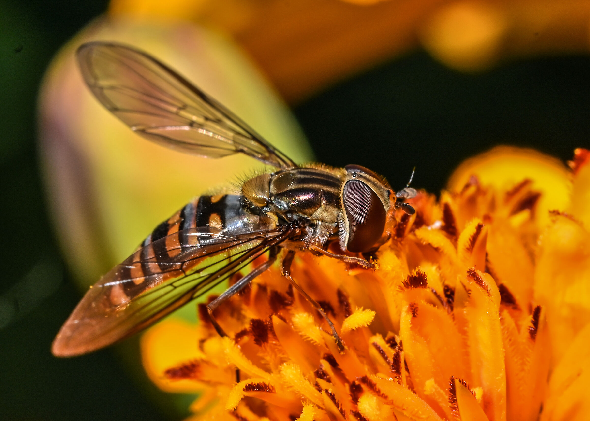 Episyrphus balteatus