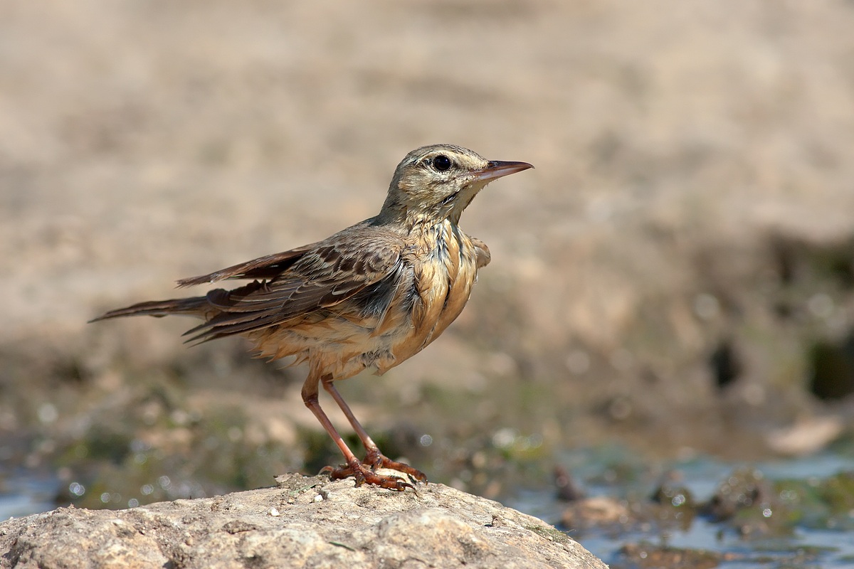 Pipit