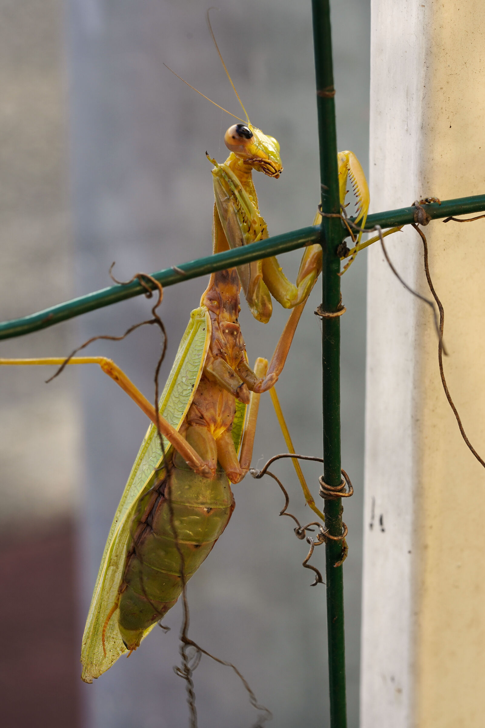 Old mantis at the end of October mutilated and orba