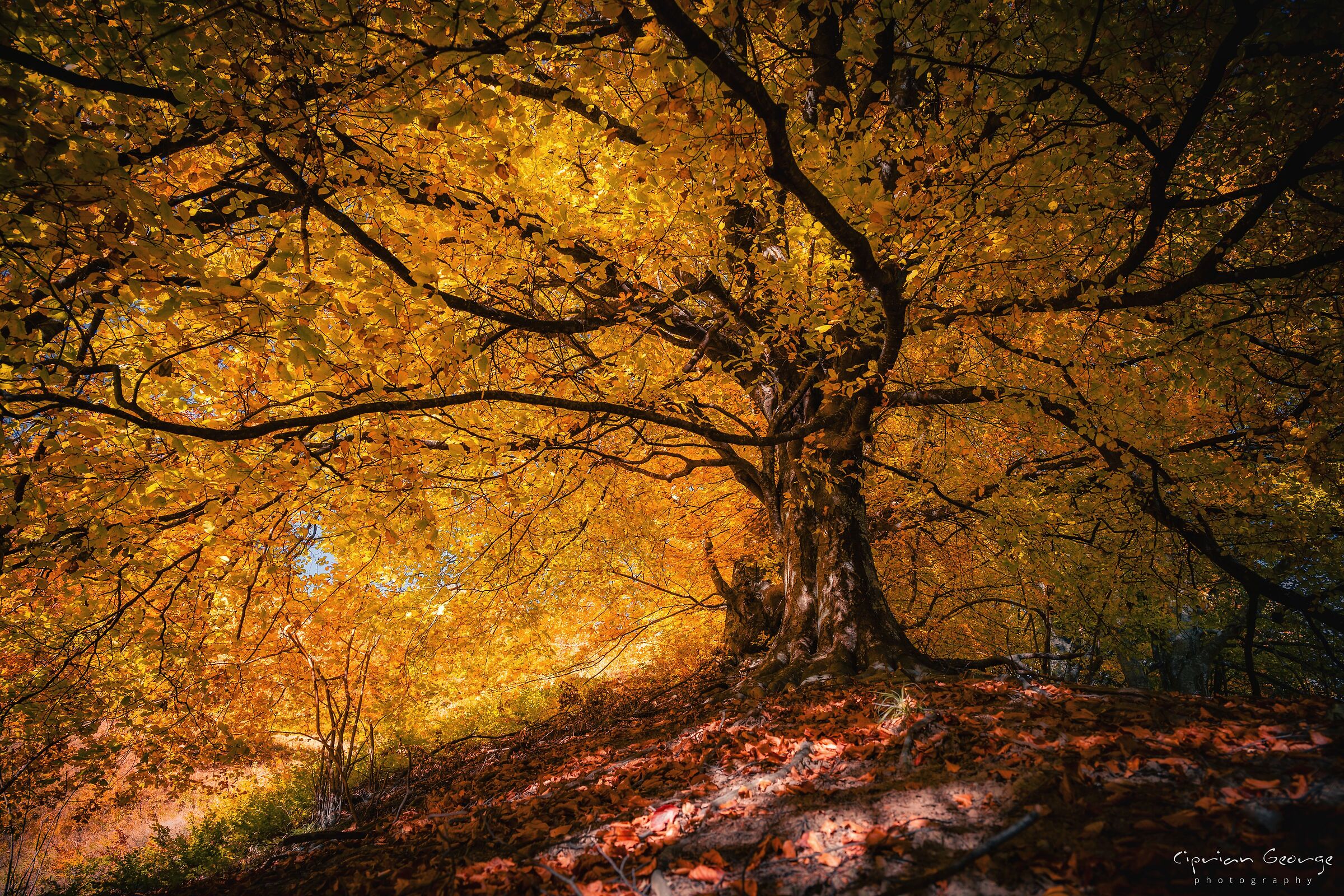 Il santuario autunnale