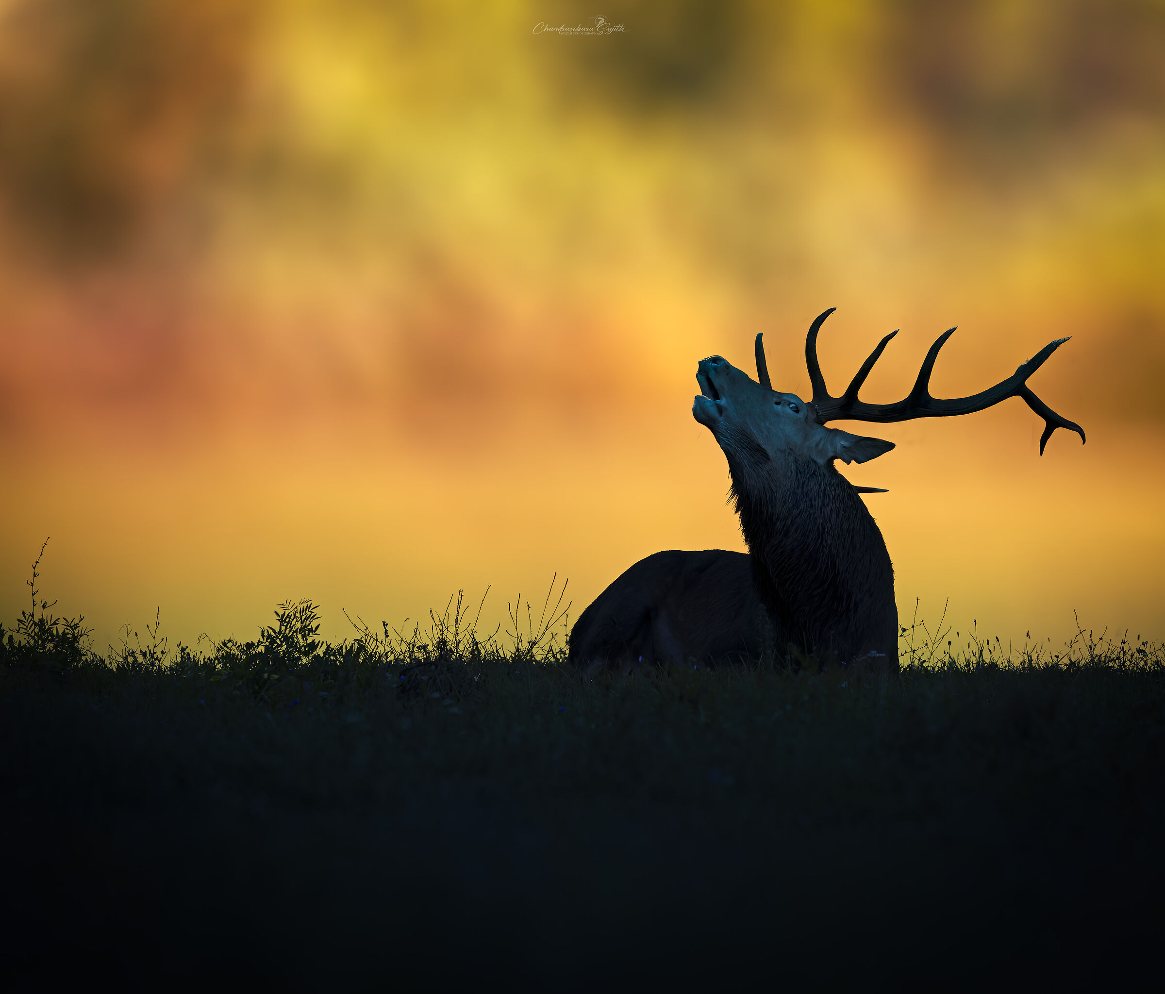 deer bellow, against light