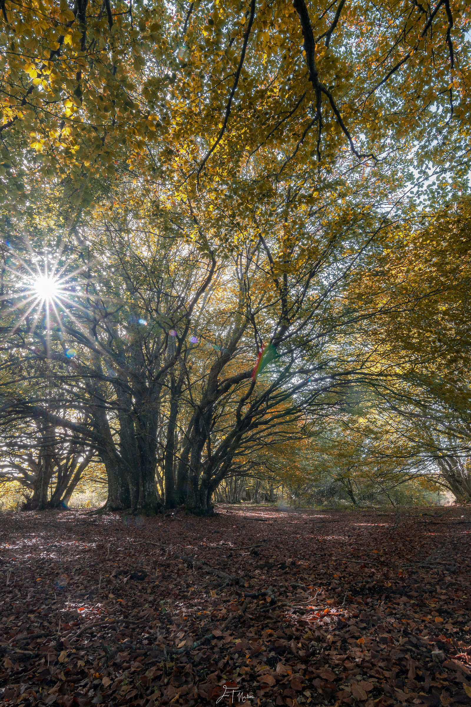 Light filtering