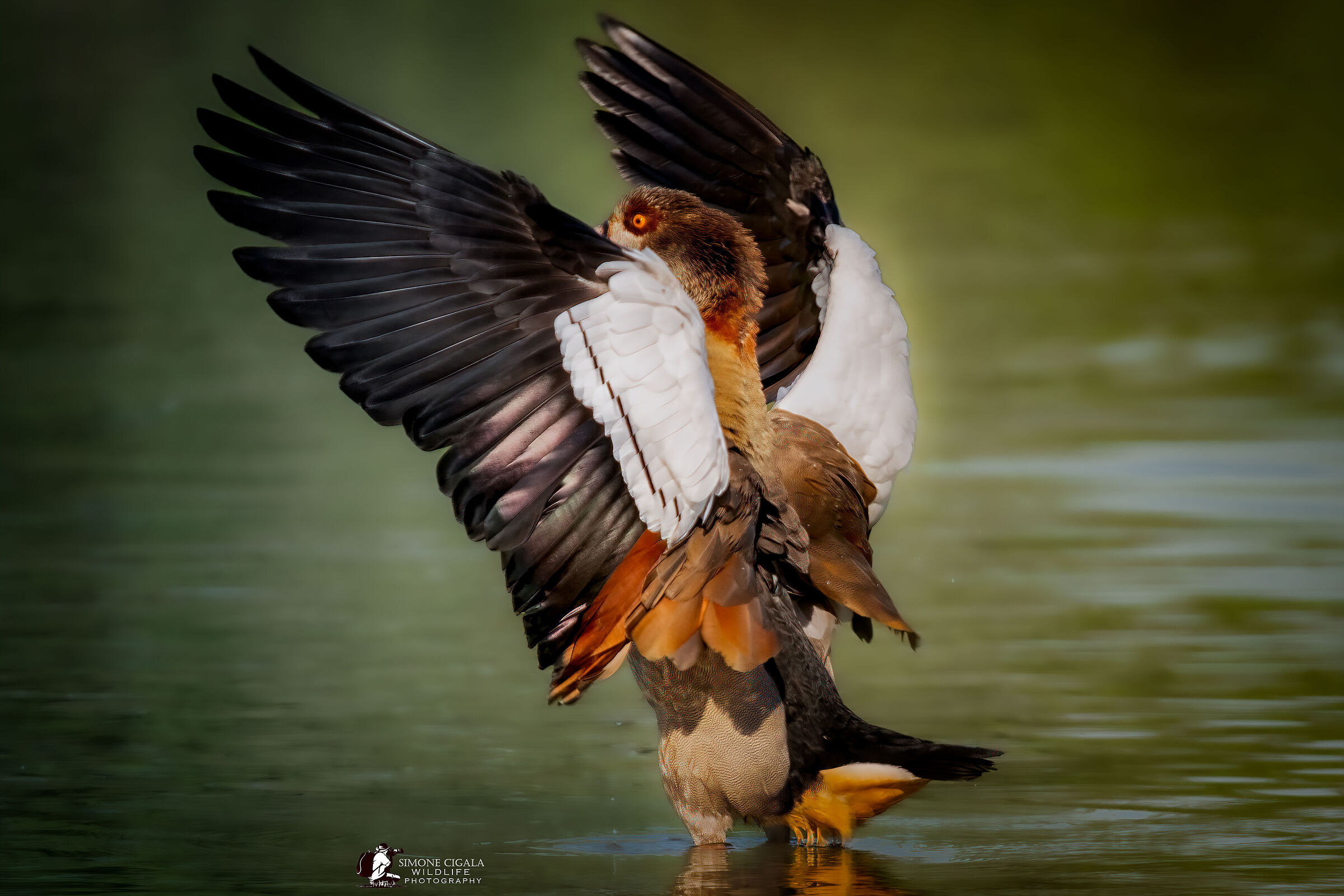 Direttore d'orchestra