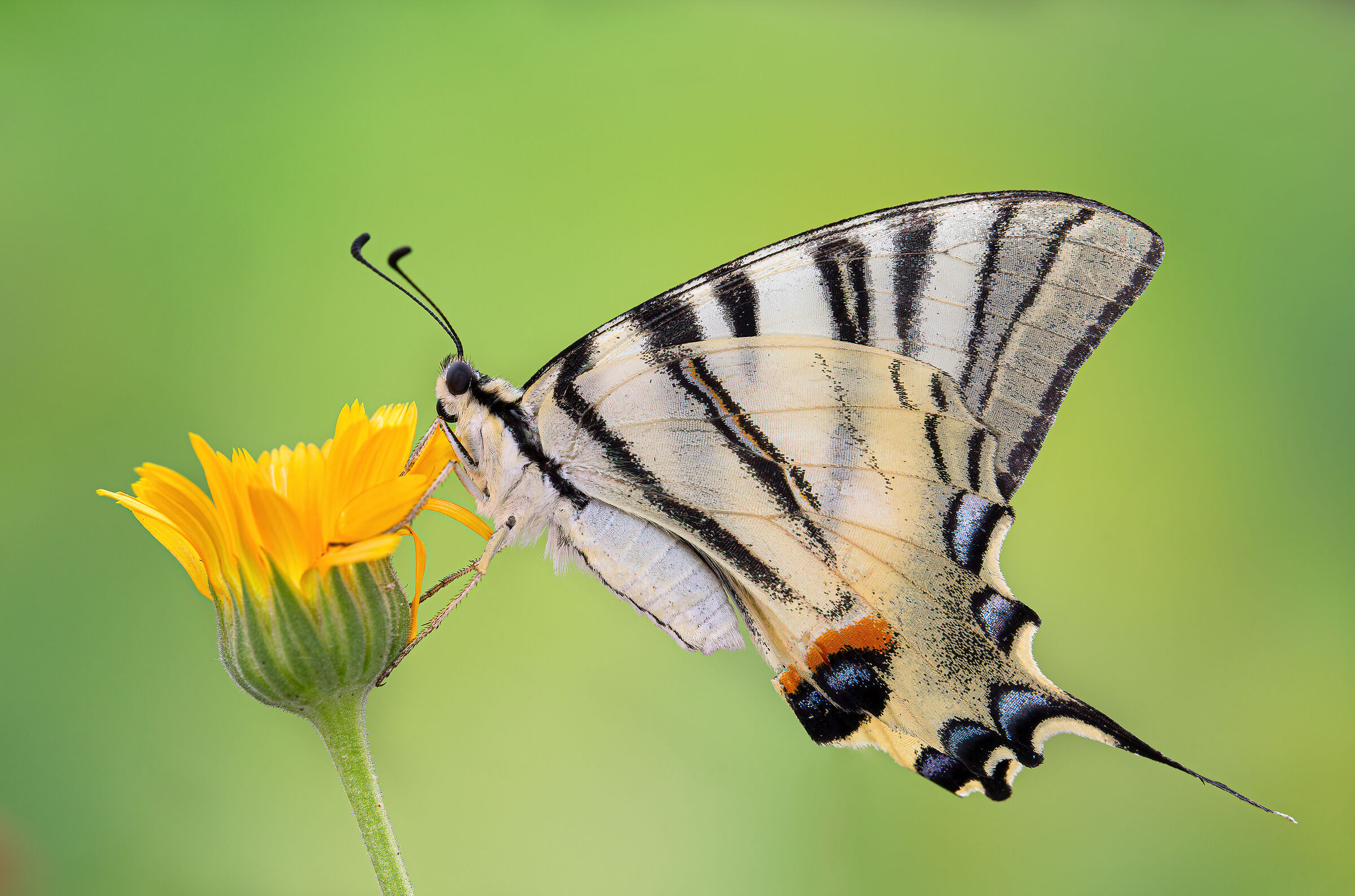 Iphiclides podalirius
