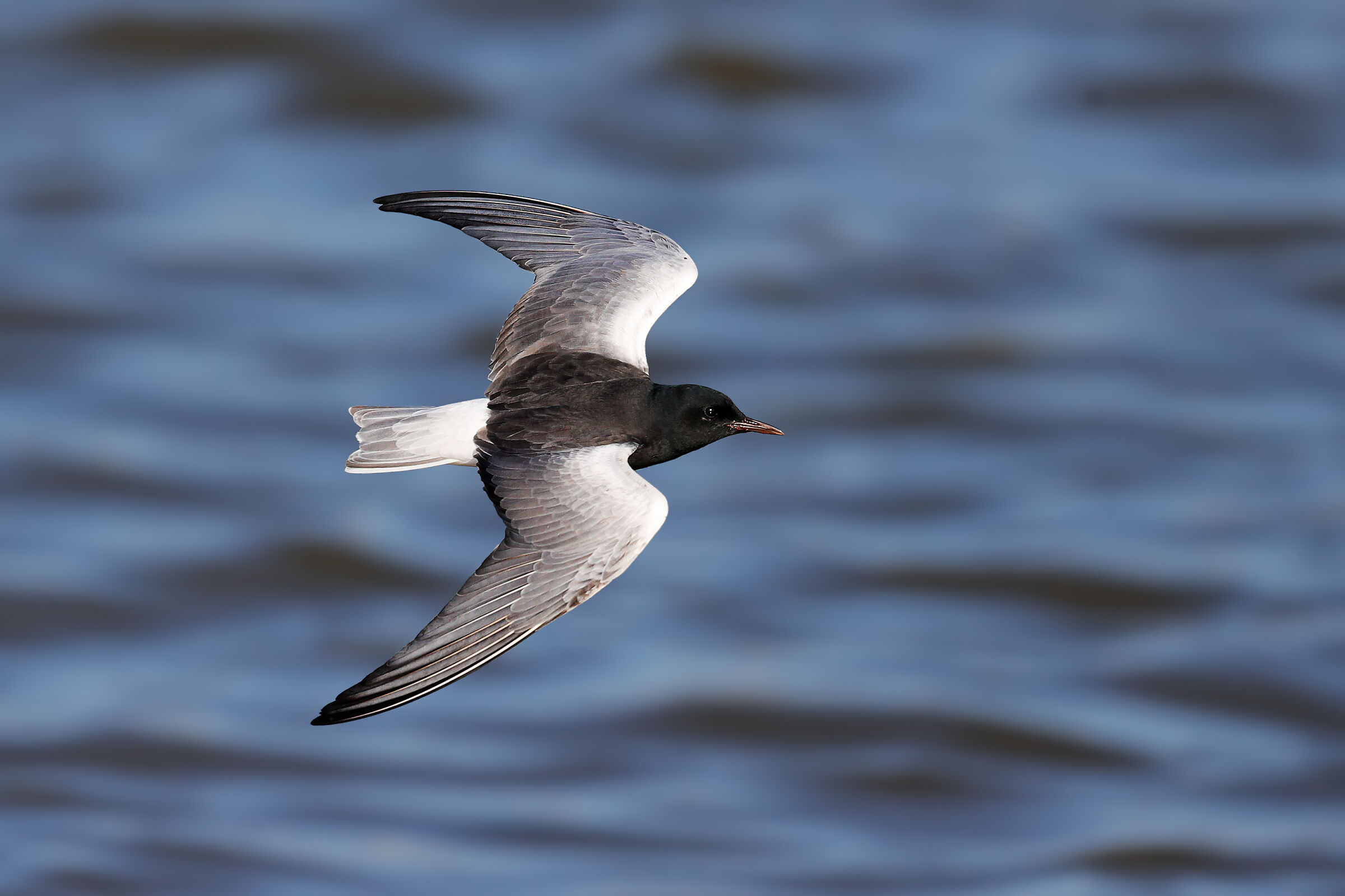 Mignattino alibianche