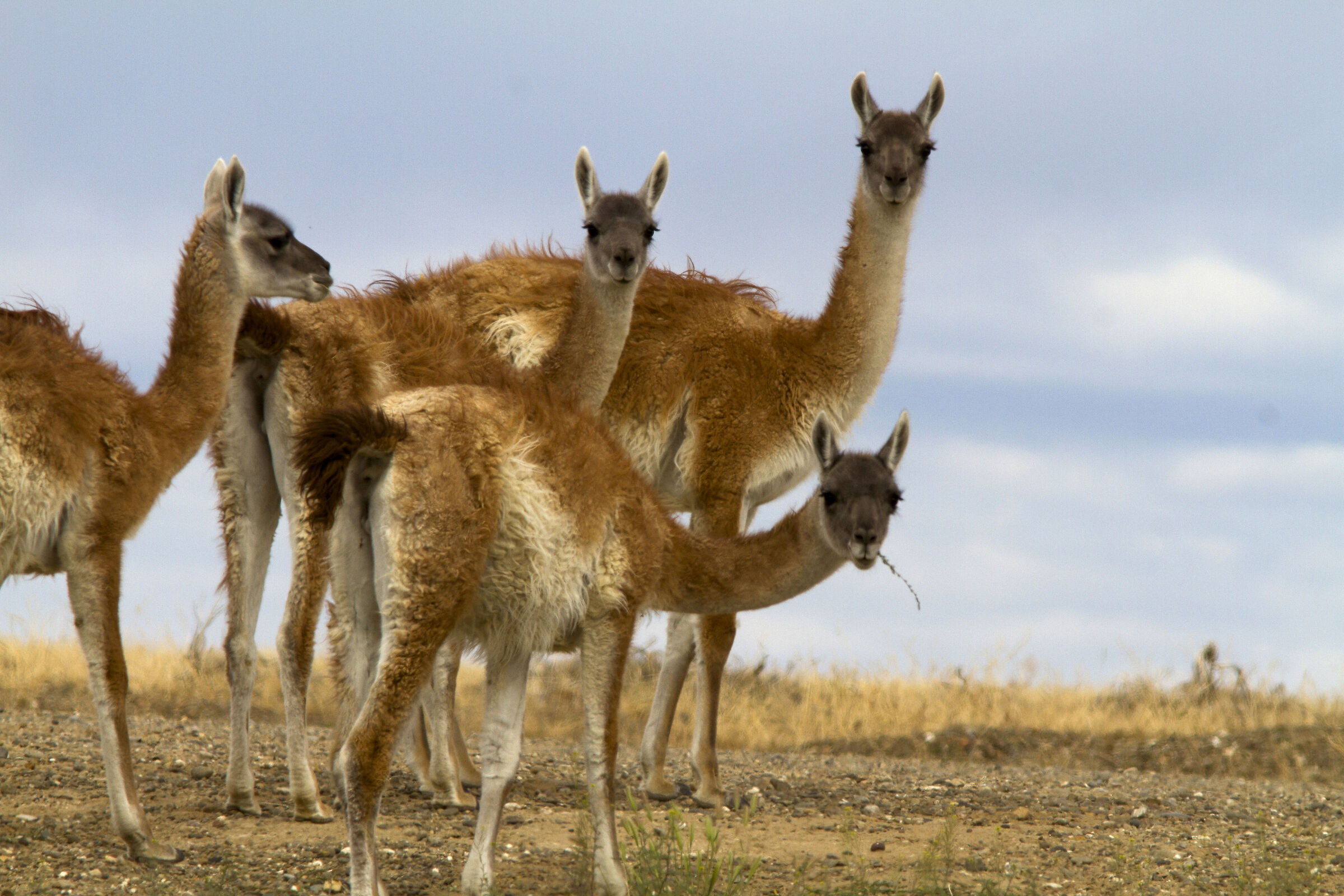 Guanachi (Argentina)