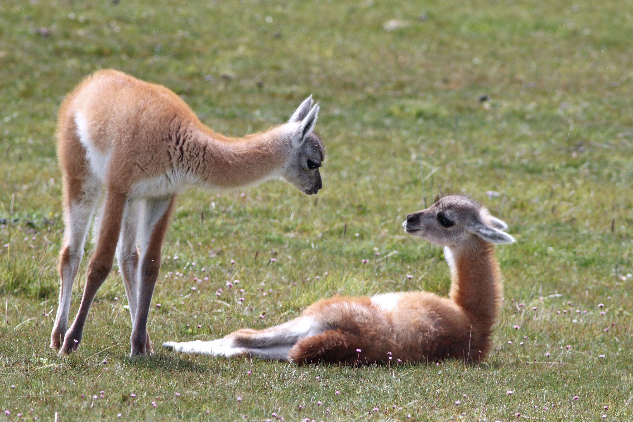 Baby Guanachi (Argentina)