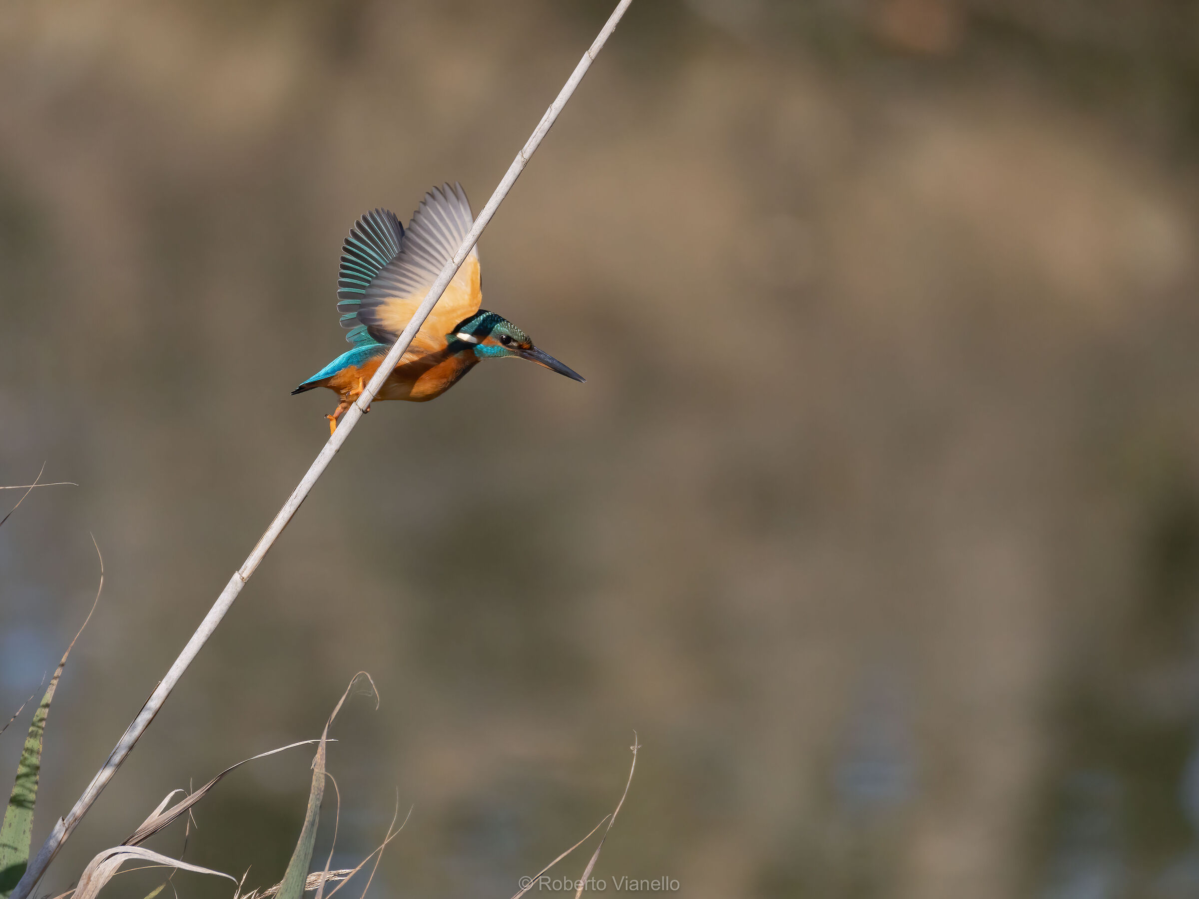 Martin pescatore femmina (Alcedo atthis)