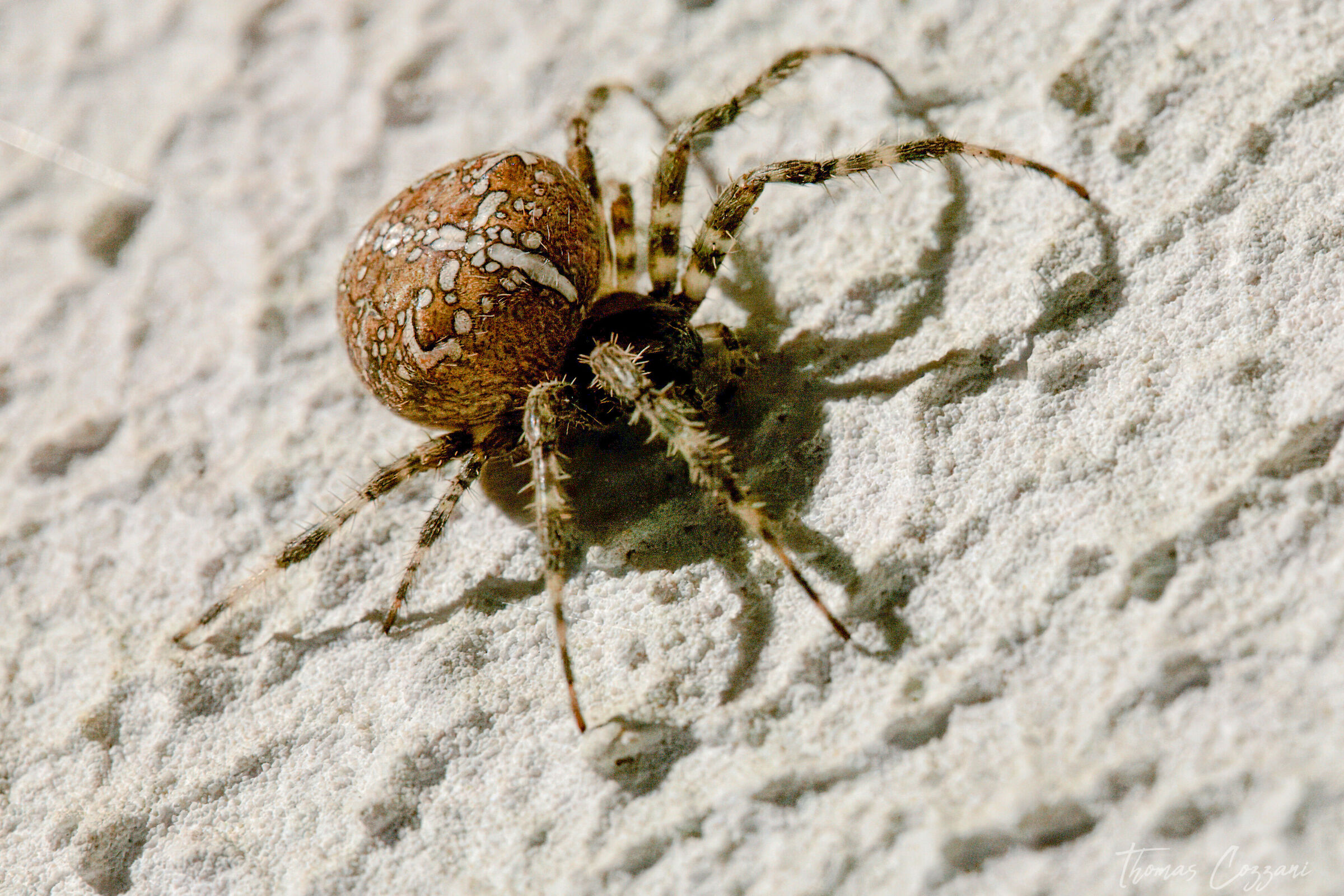 Araneus diadematus 2