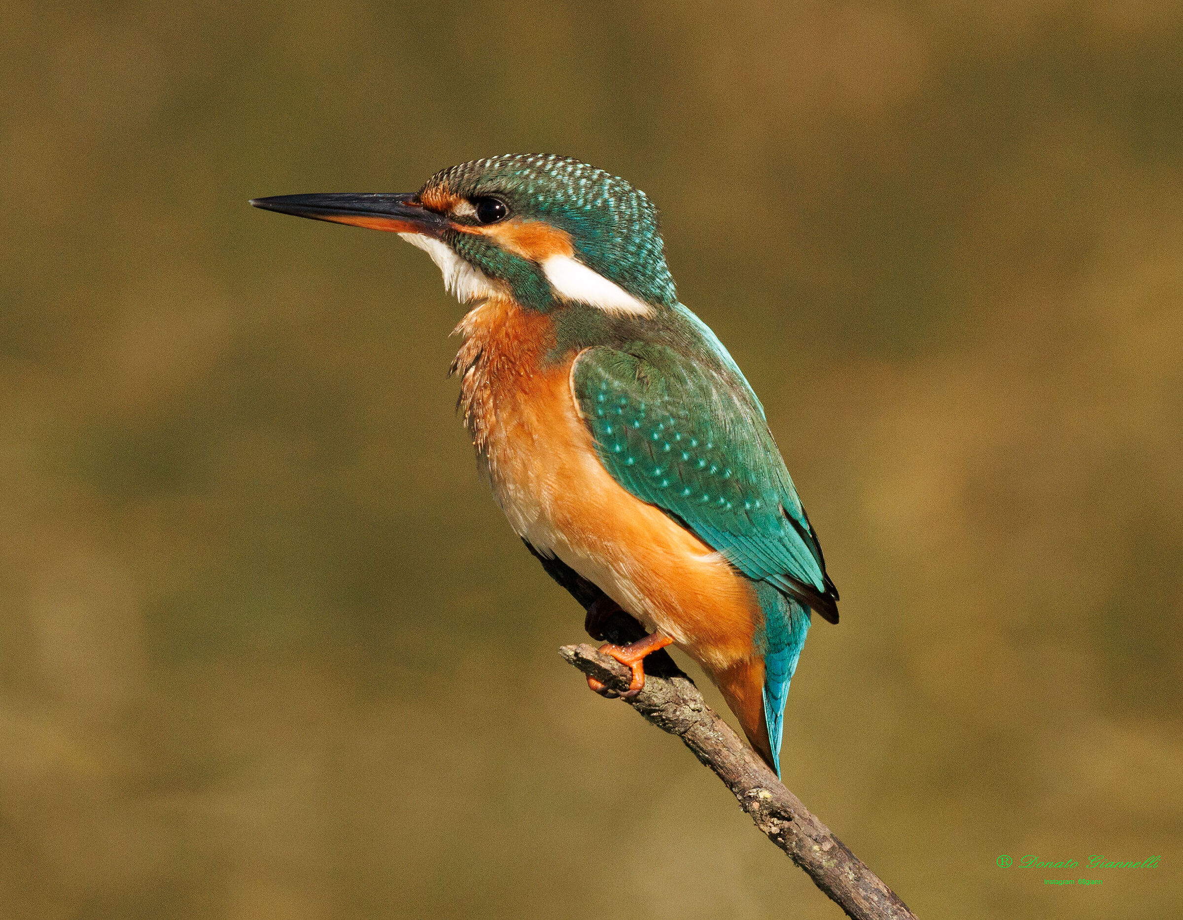 Kingfisher F