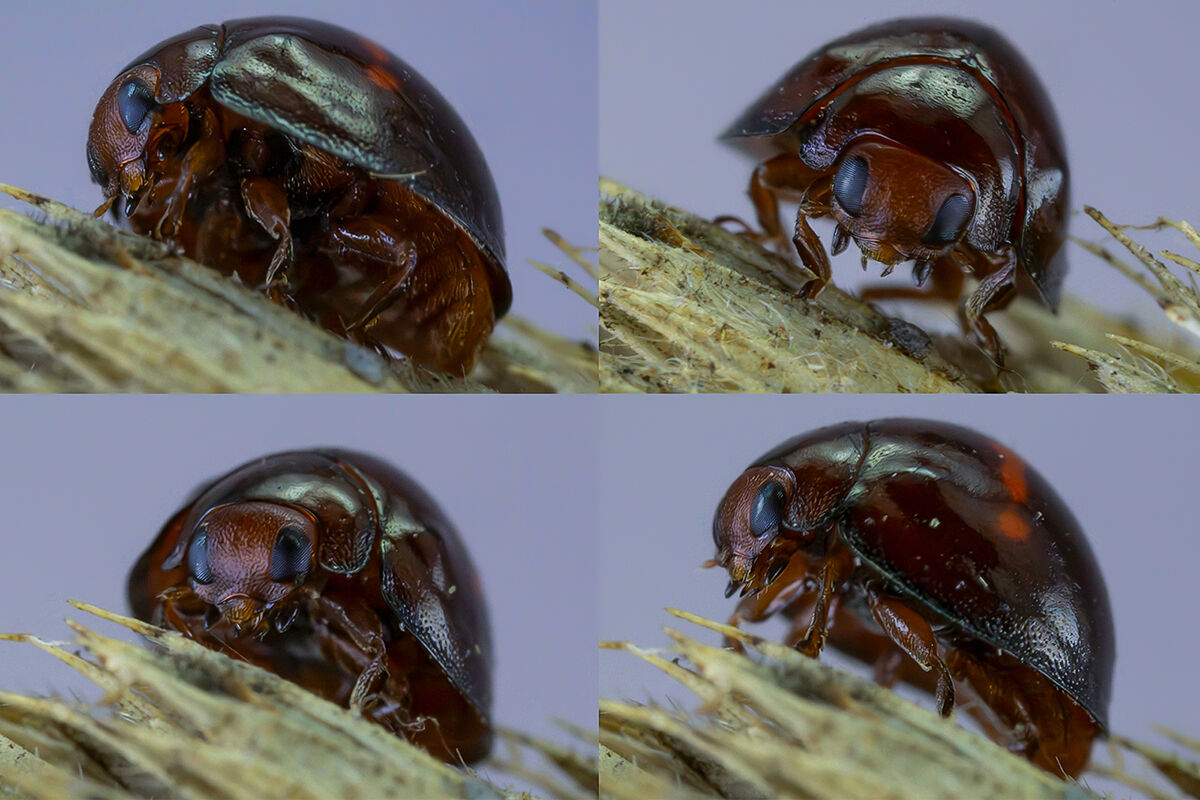 Chilocorus bipustulatus