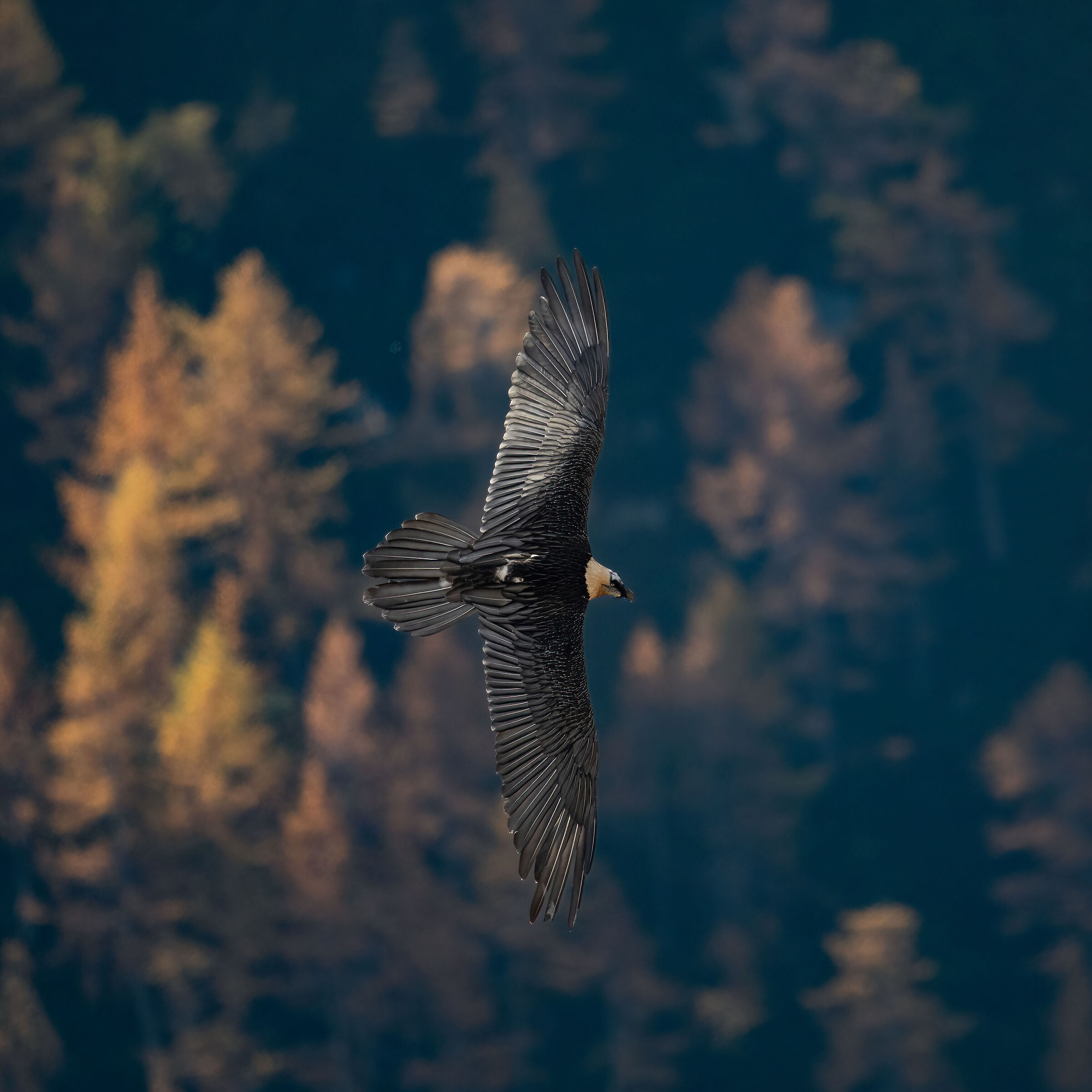 Gypaetus barbatus - Gran Paradiso National Park