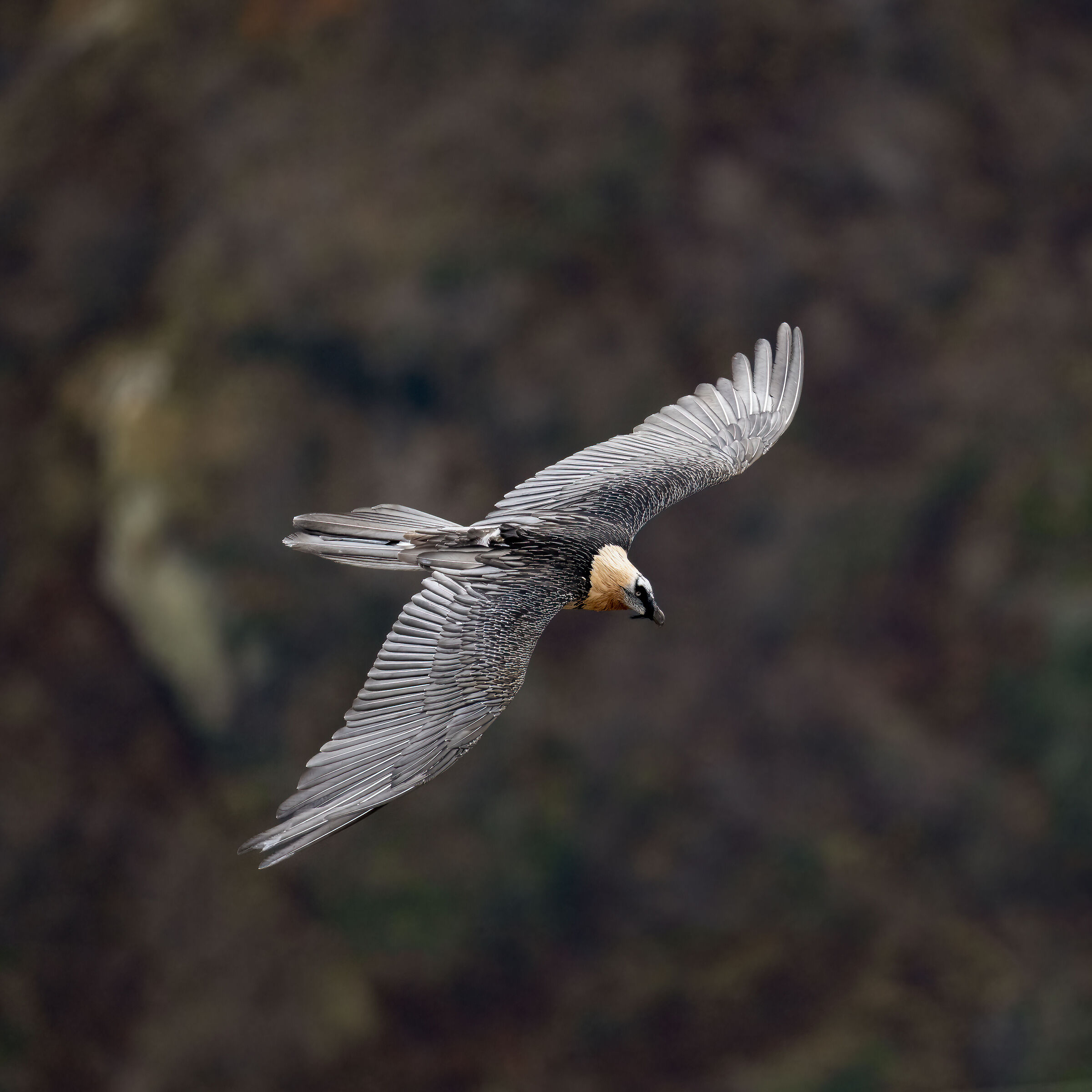 Gypaetus barbatus - Gran Paradiso National Park