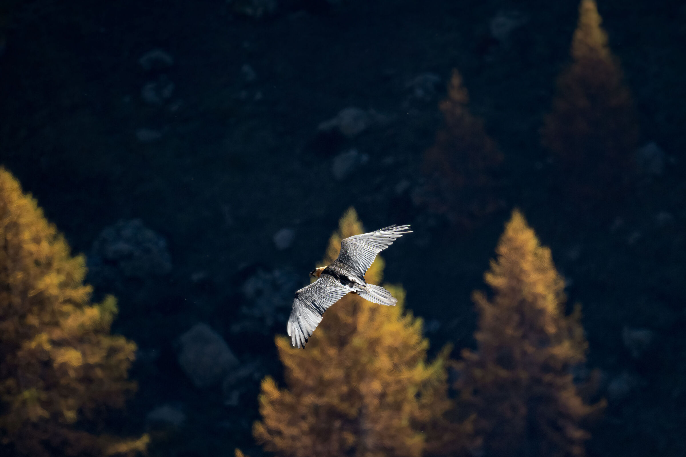 Gypaetus barbatus - Gran Paradiso National Park