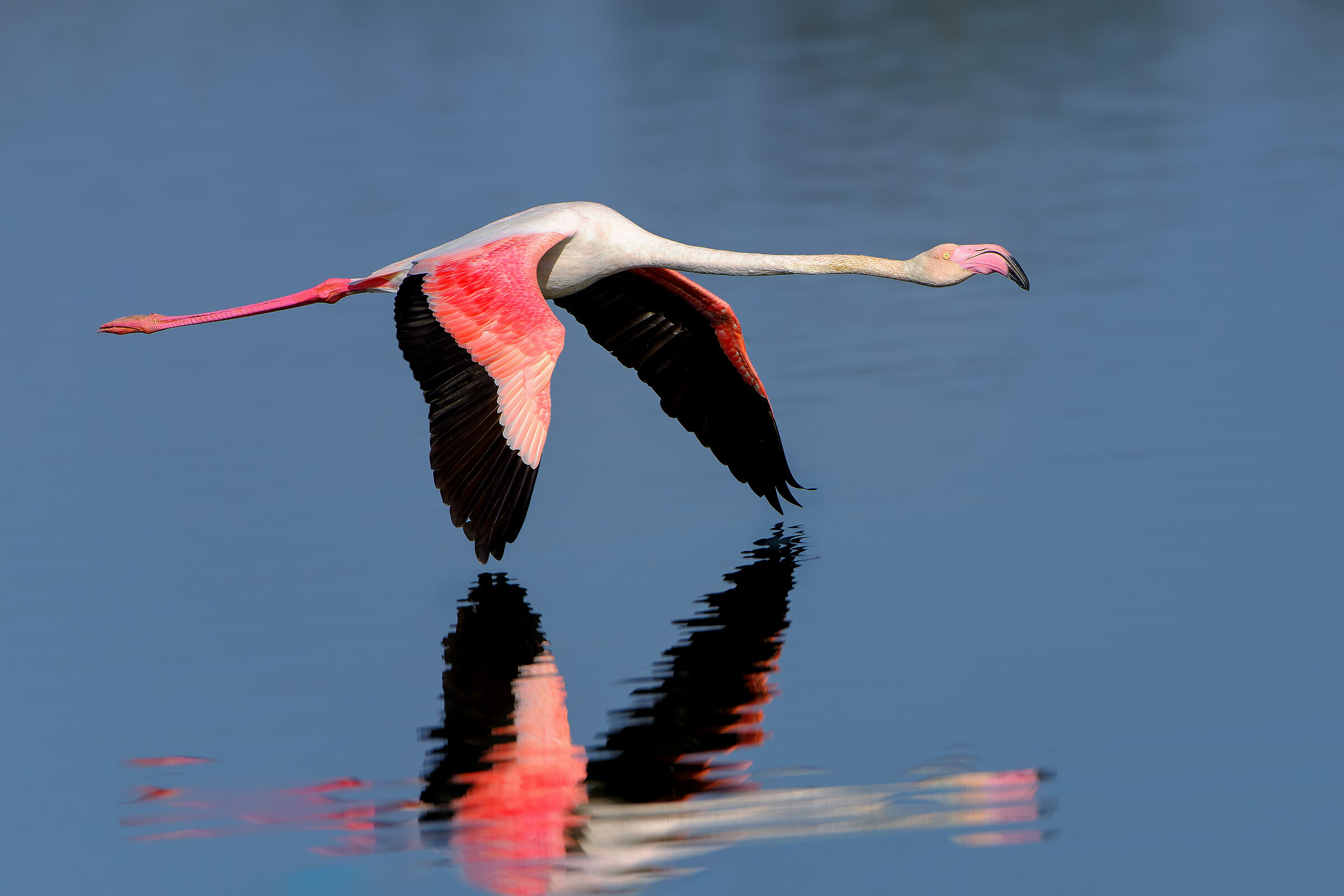 Pink flamingo