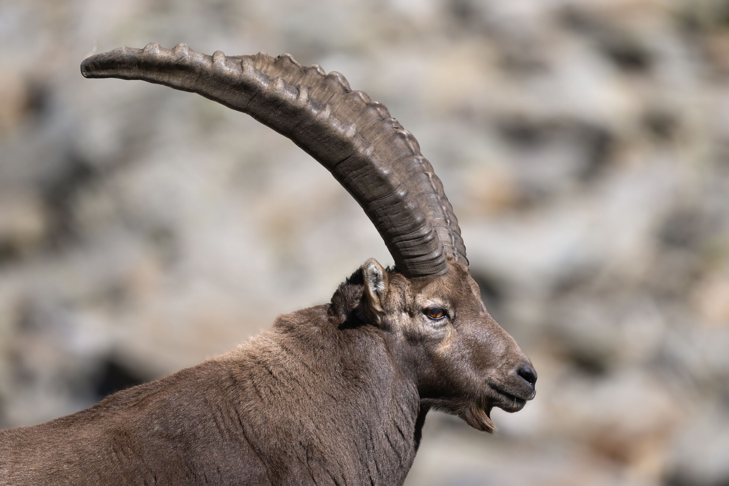 Ibex - Gran Paradiso National Park
