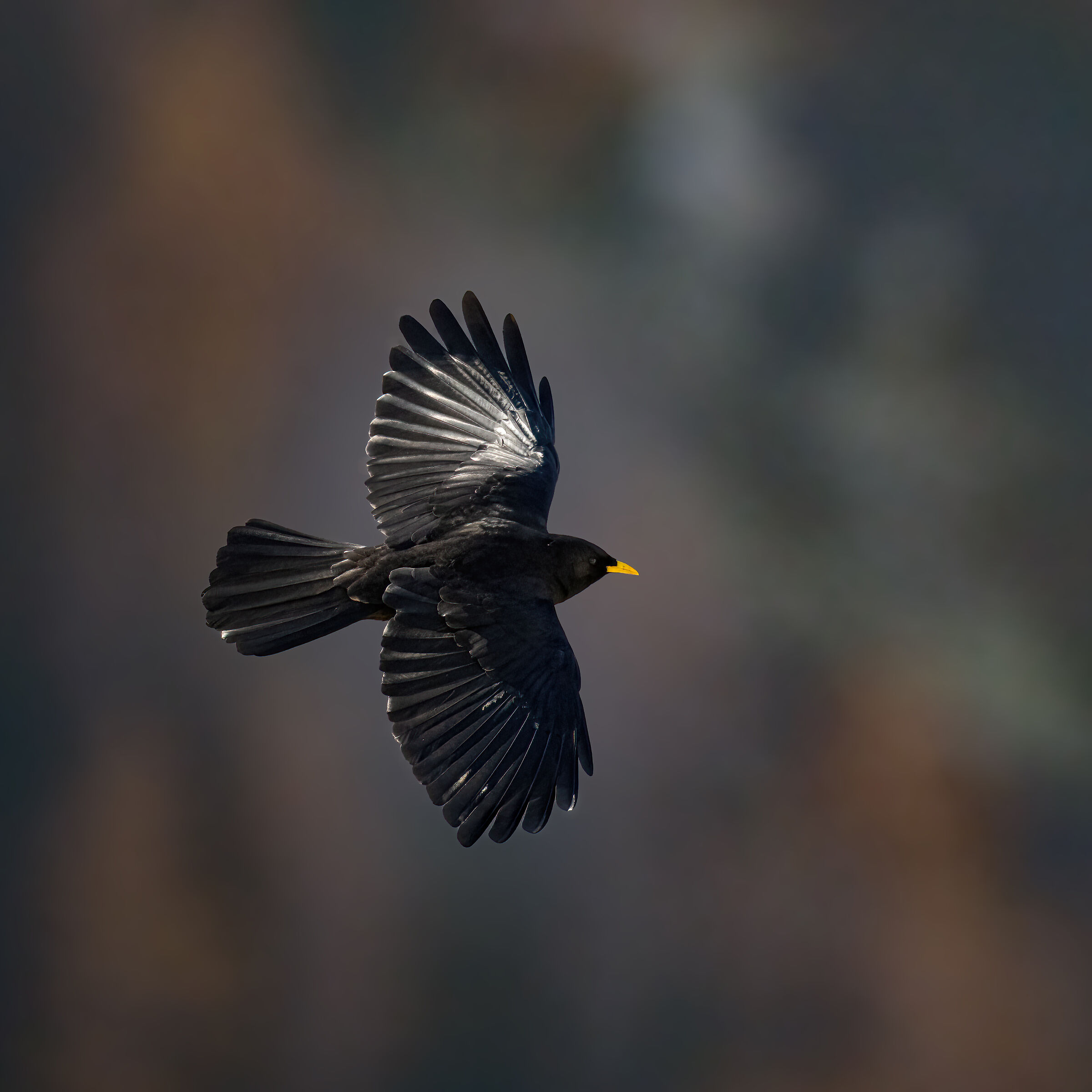 Alpine chough