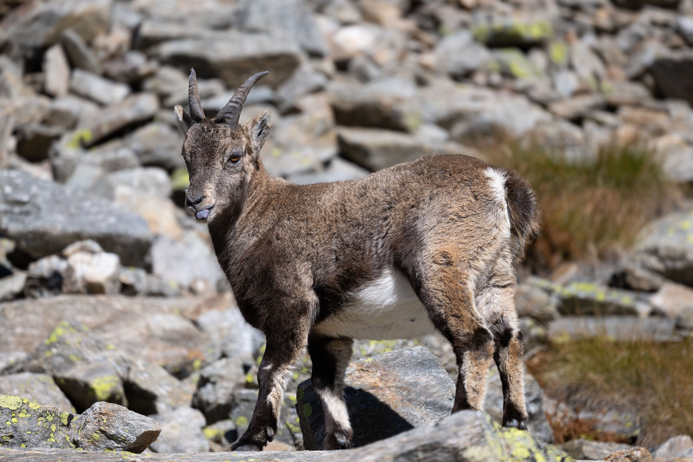 Ibex - Gran Paradiso National Park