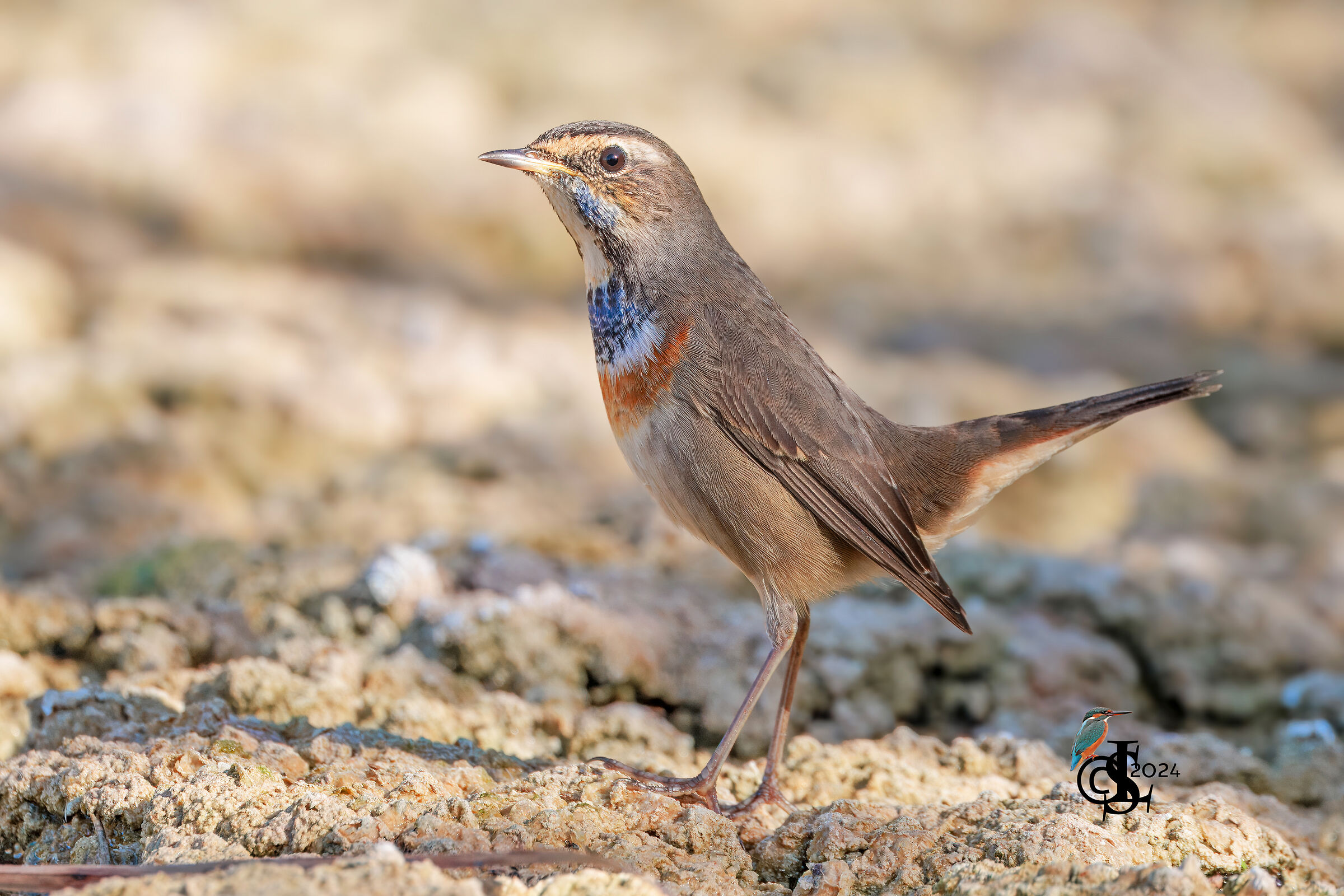 Bluethroat