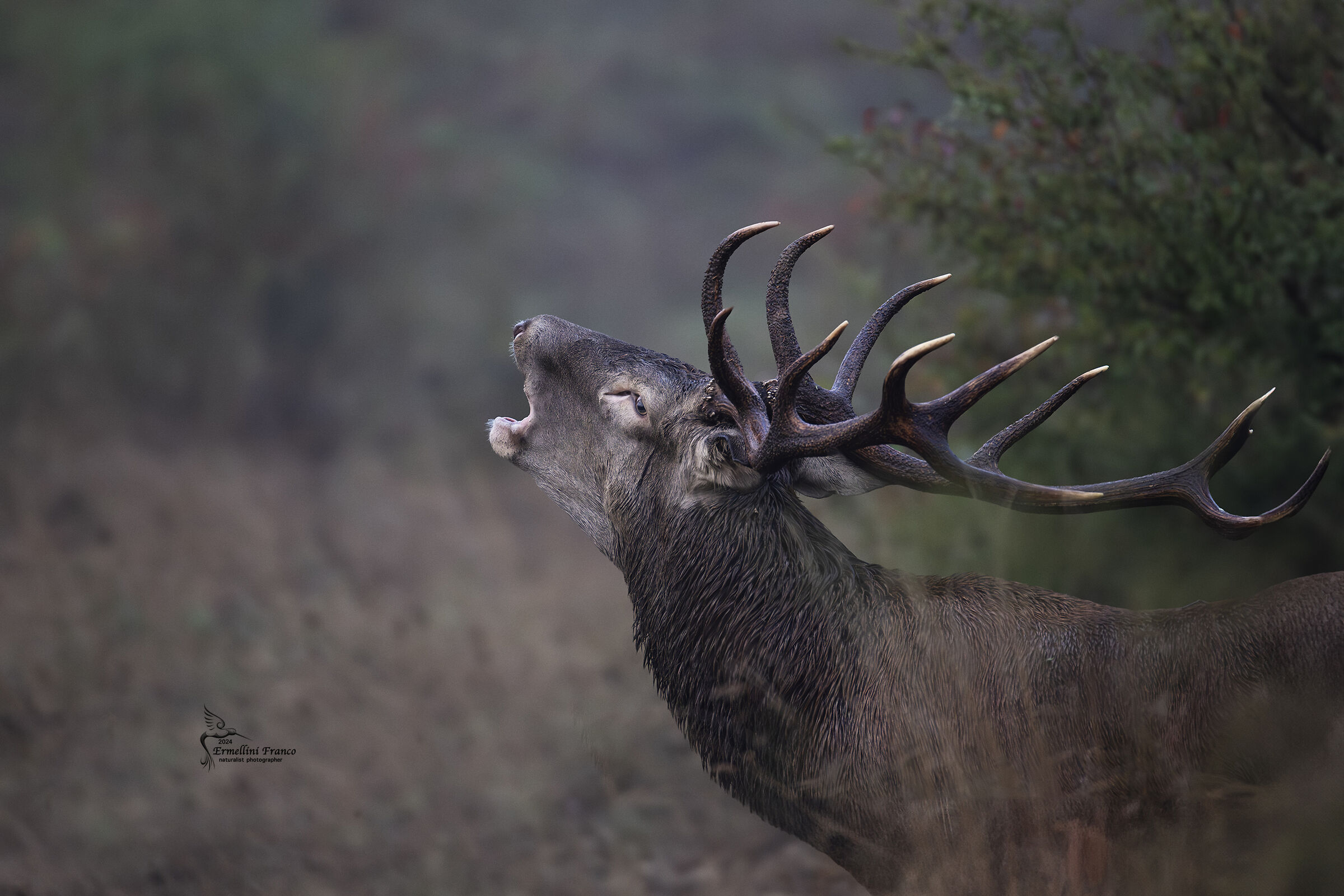 Roaring deer