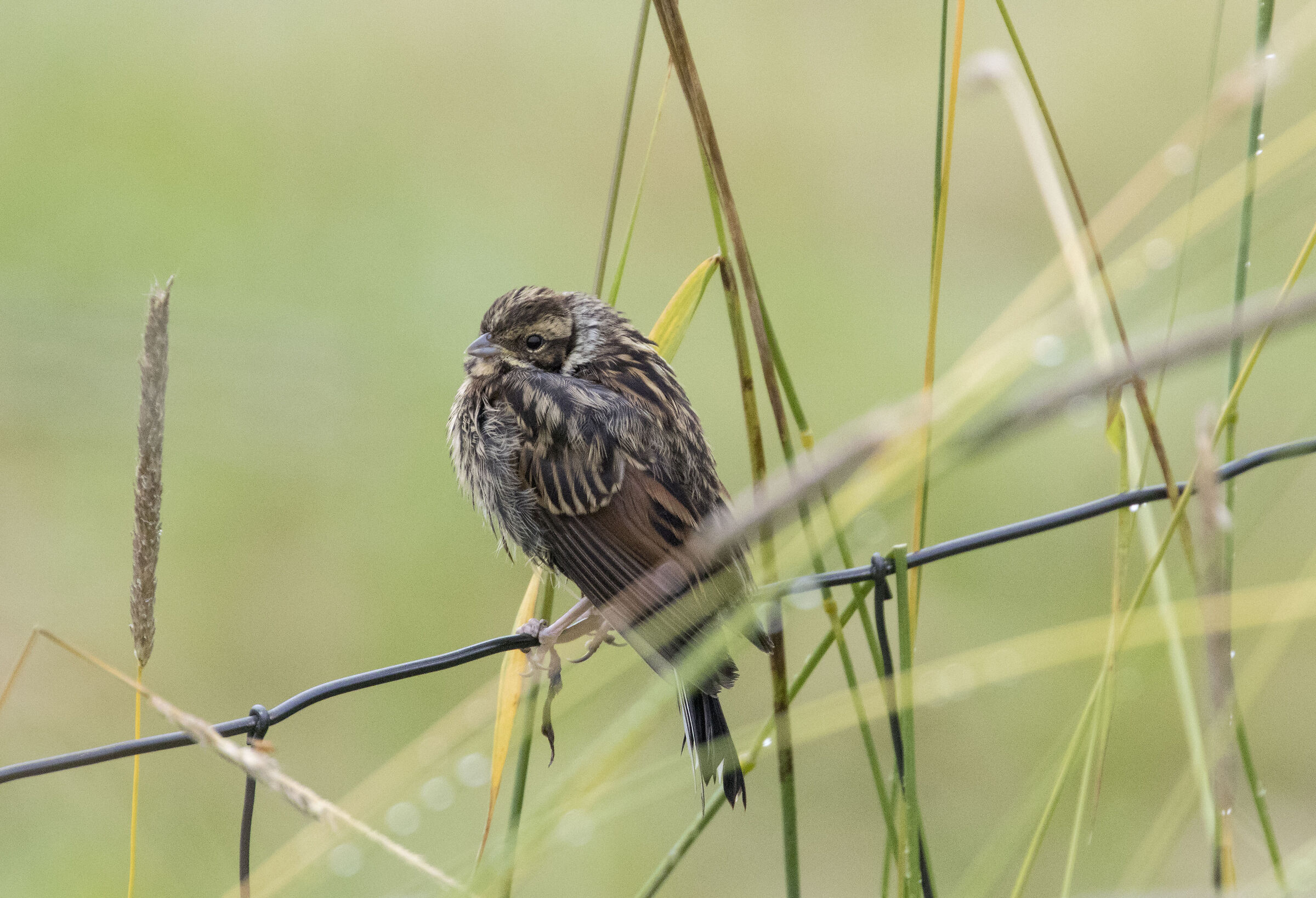 Marsh Migliarino (Norway, summer)