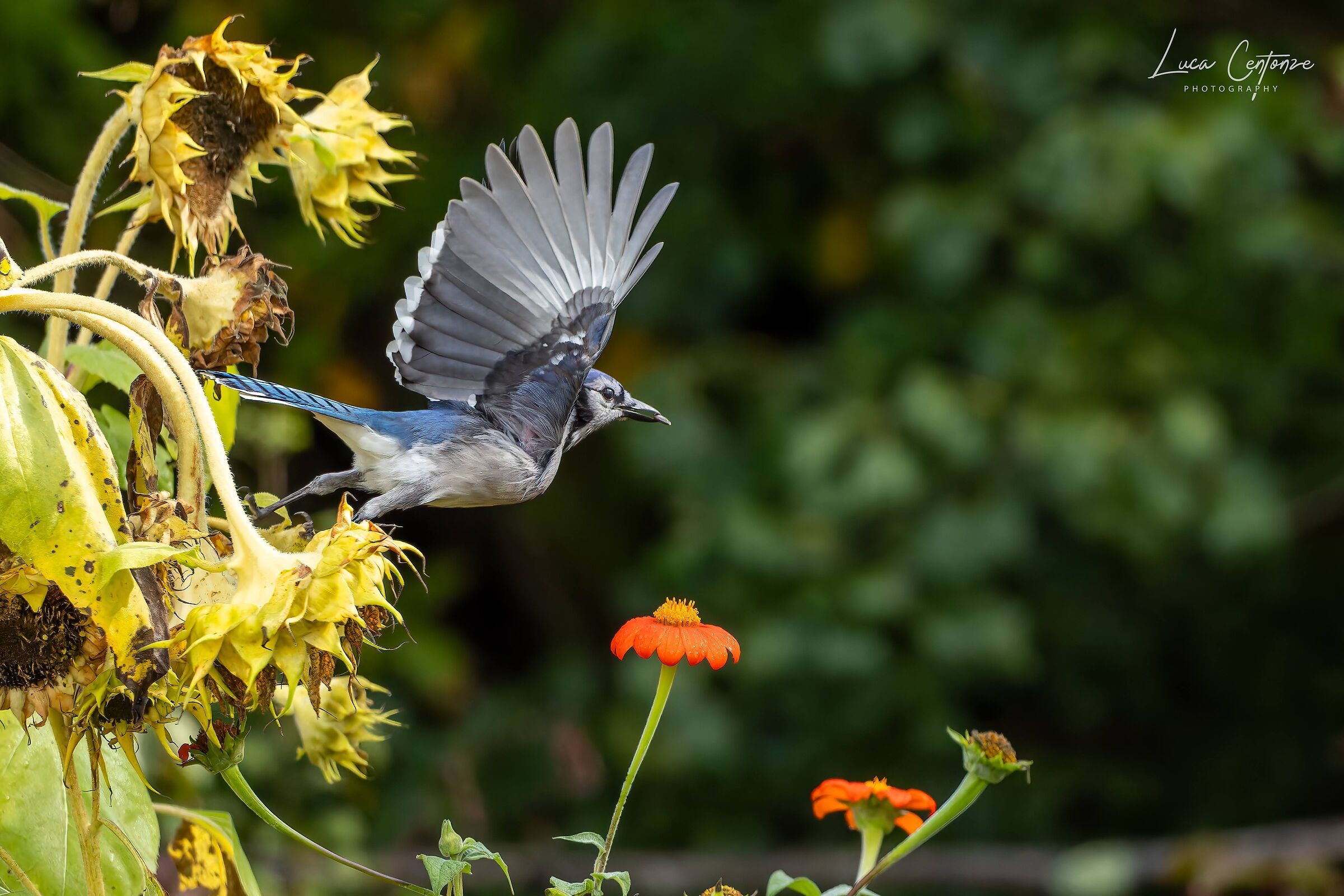 Blue Jay (Cyanocitta cristata)