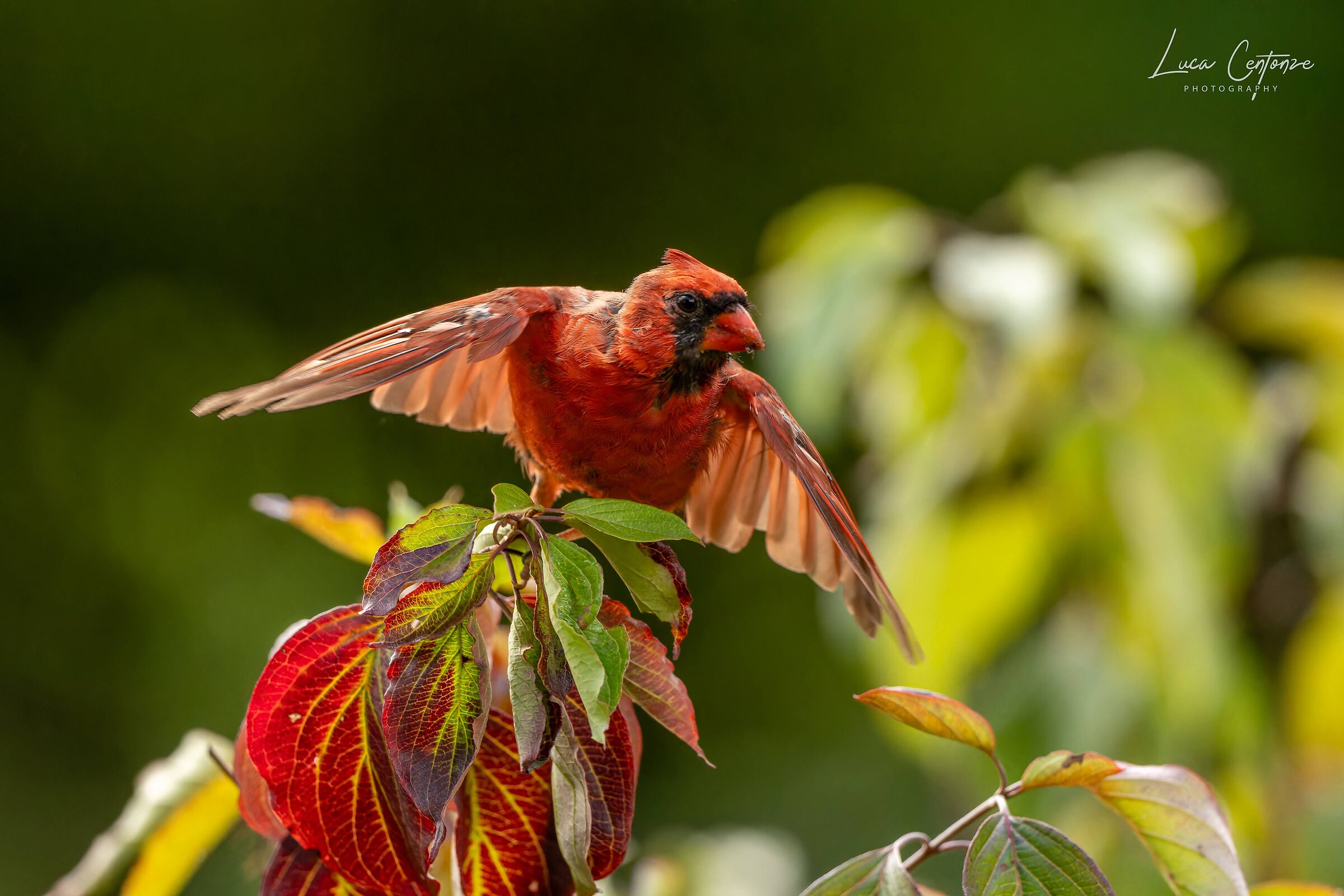 Northern Cardinal (Cardinalis cardinalis)