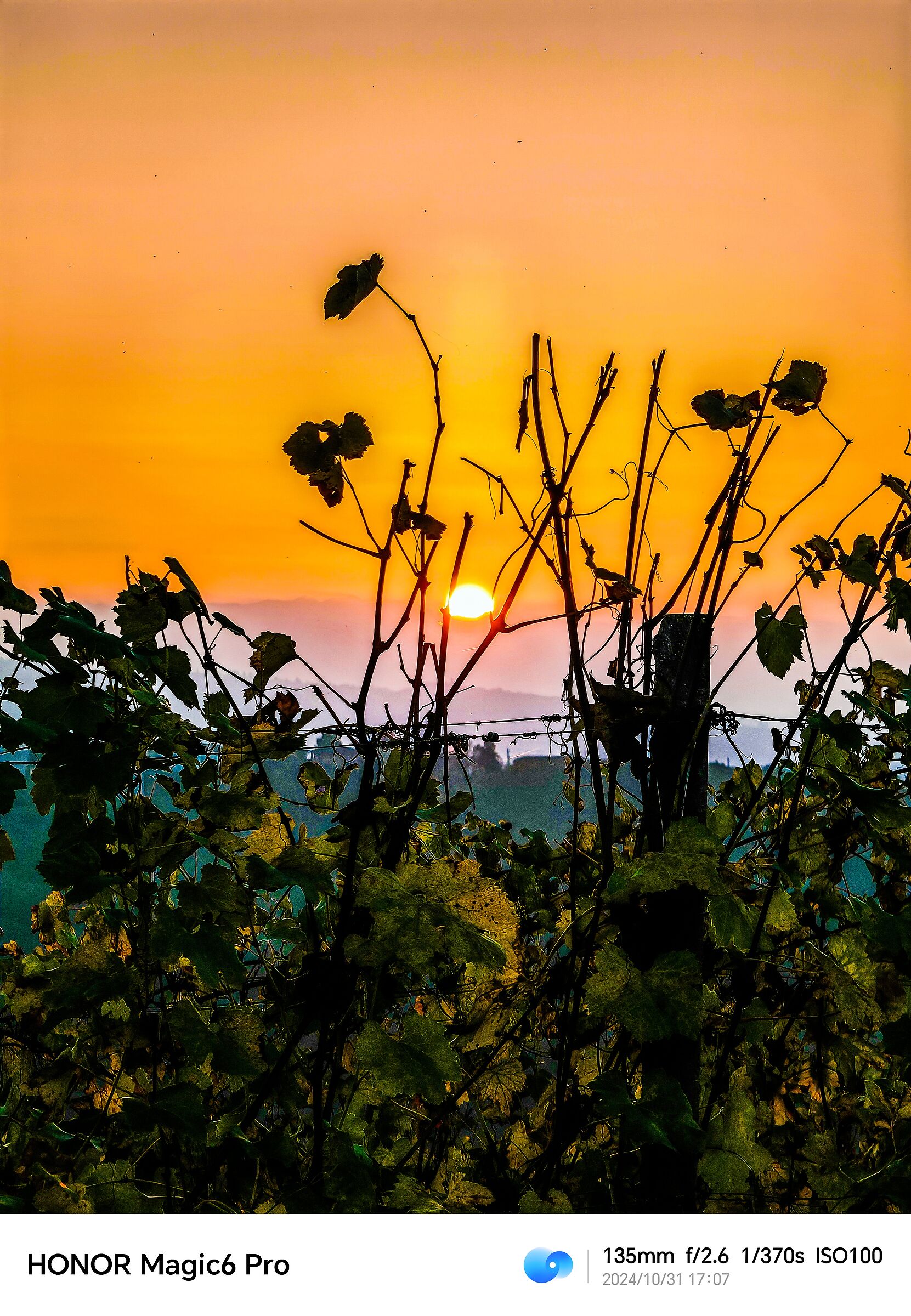 Sunset in the vineyard