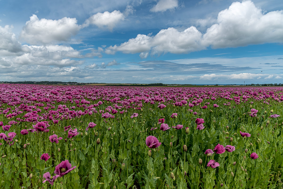 Poppies as far as the eye can see