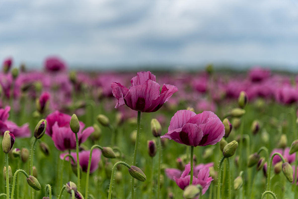 Poppies