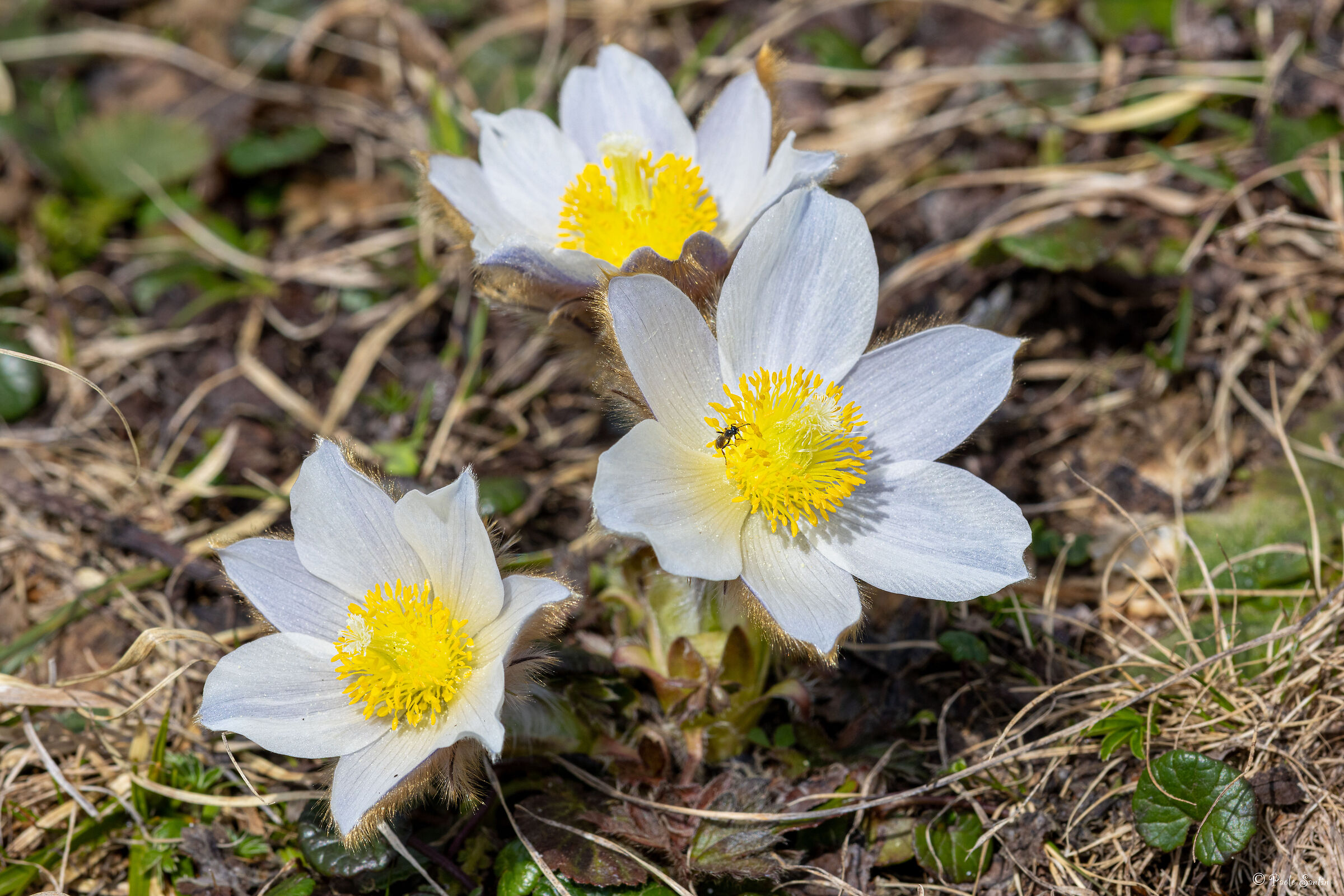 Spring anemone