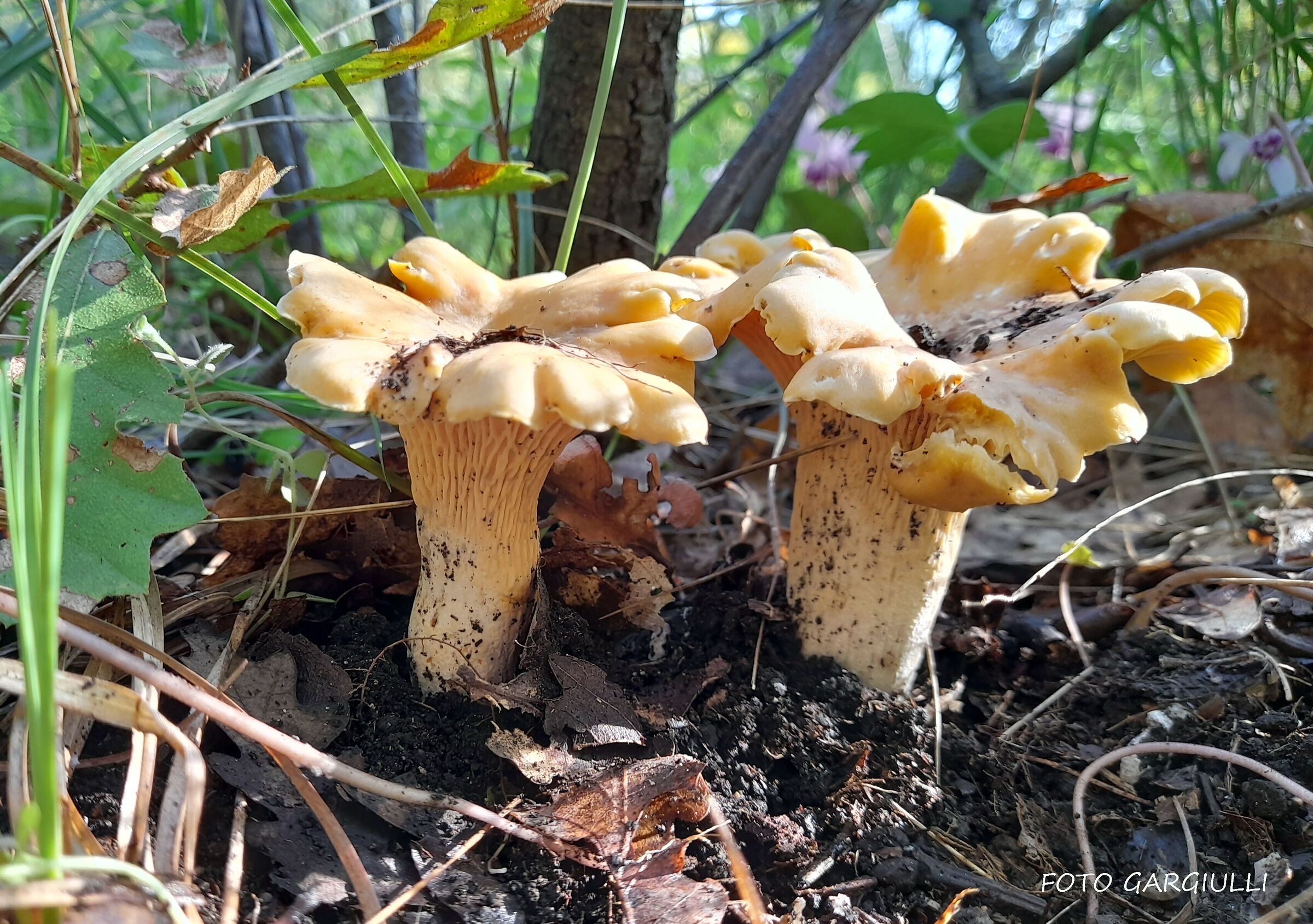 Cantharellus cibarius (Rooster)