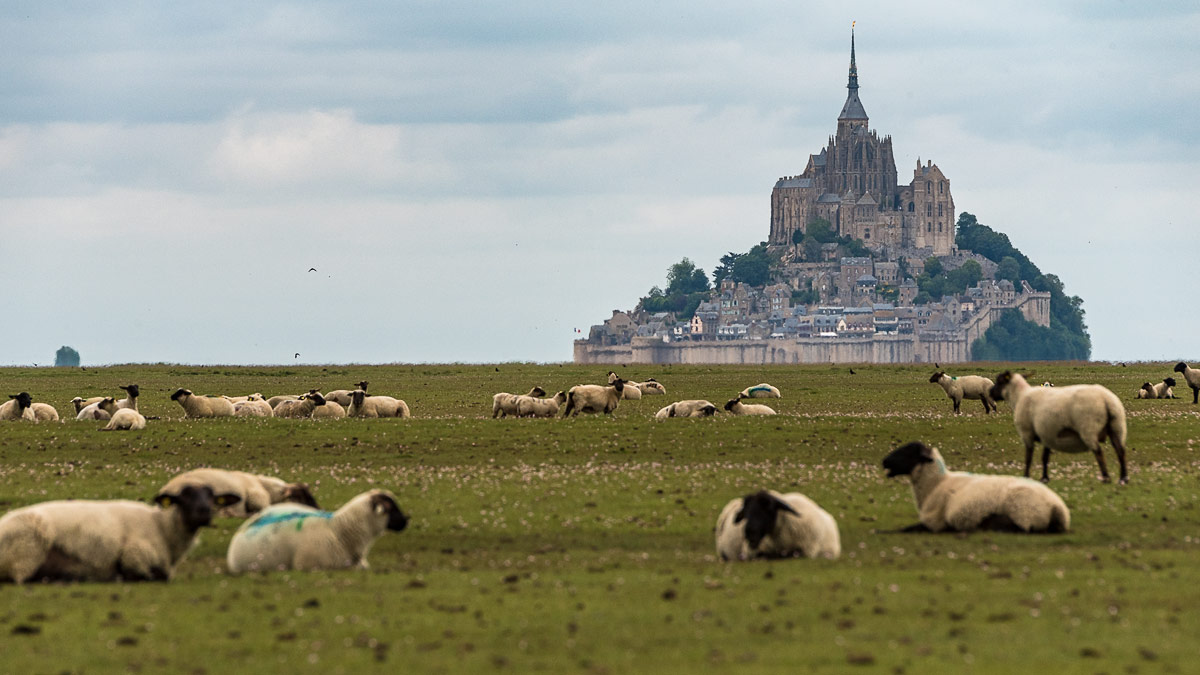 The sheep of Le Mont-Saint-Michel