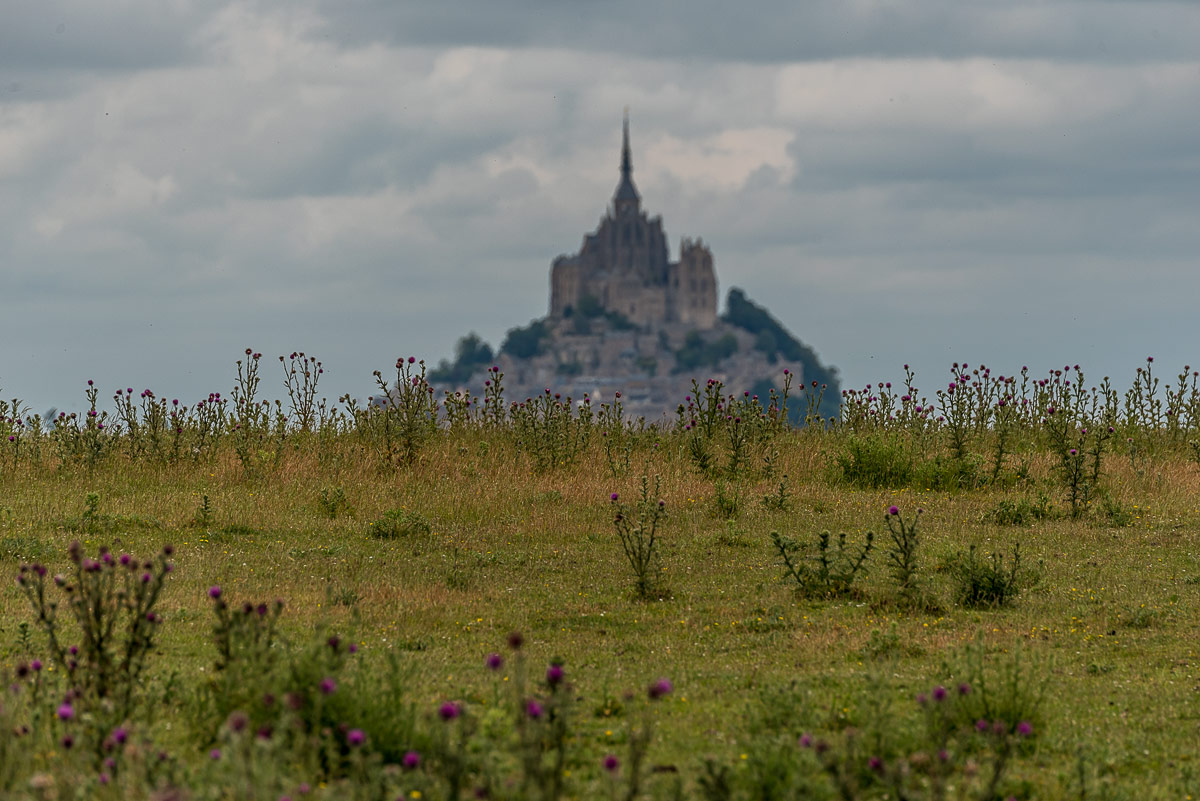 Le pre sale de Le Mont-Saint-Michel
