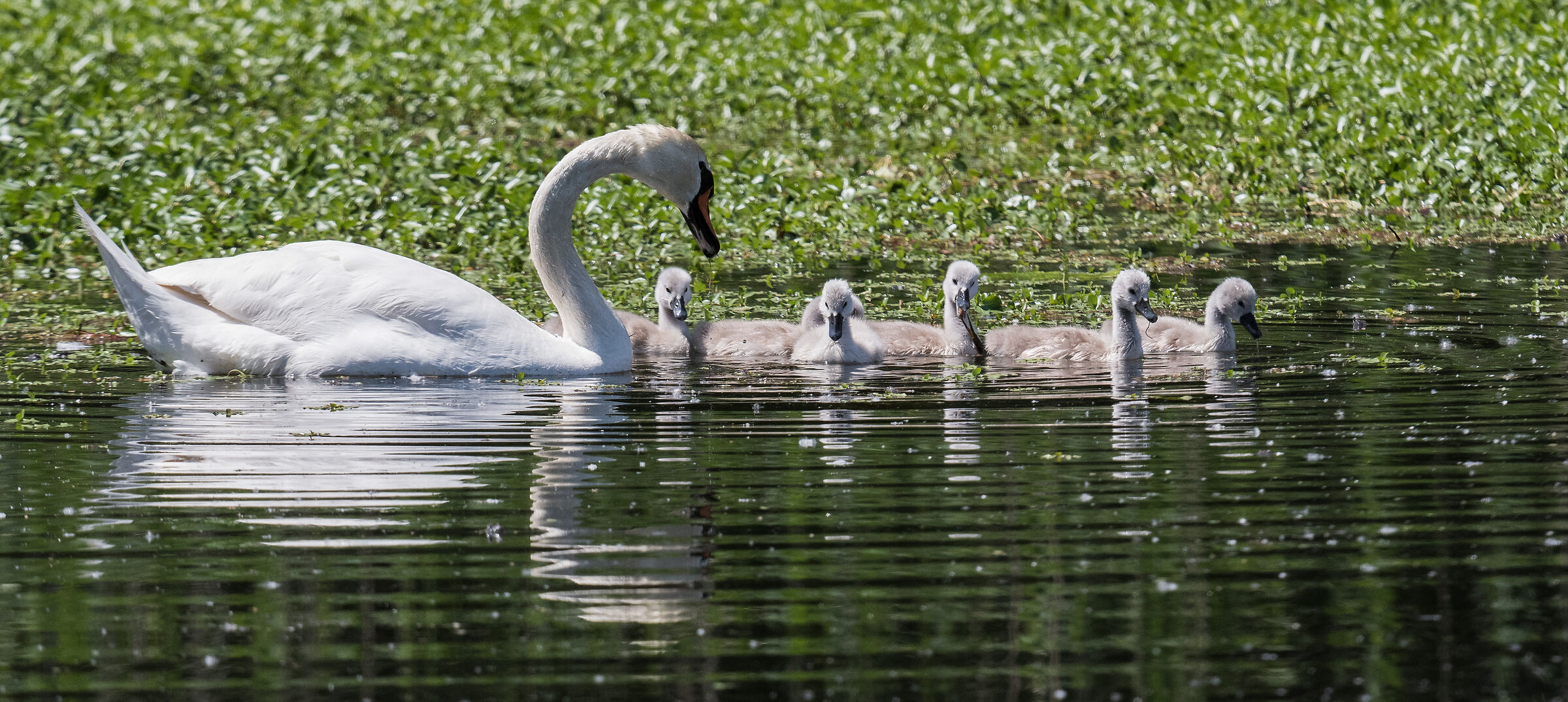 Mother Swan with 6 Chicks
